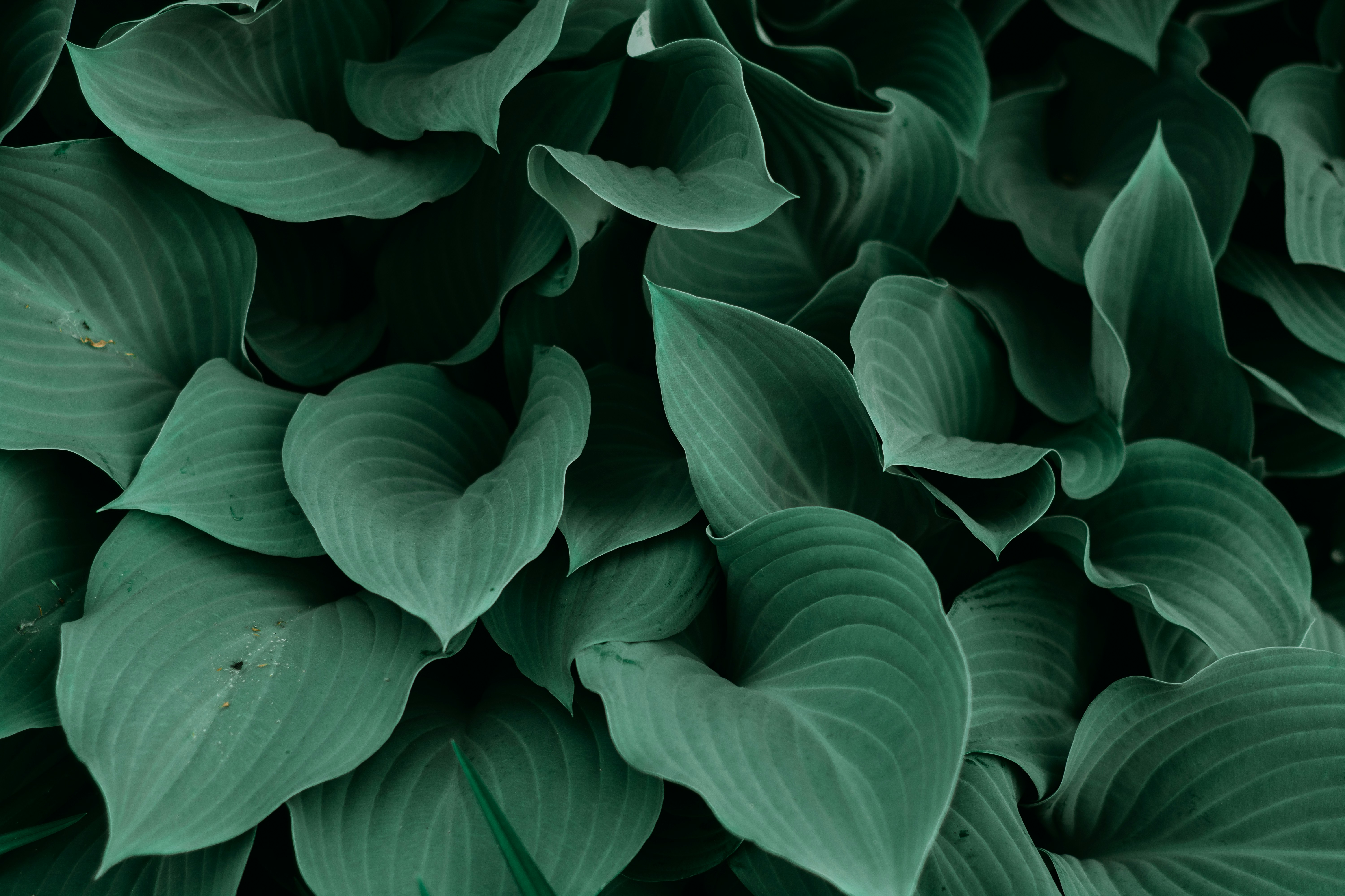 Dense Green Hosta Leaves