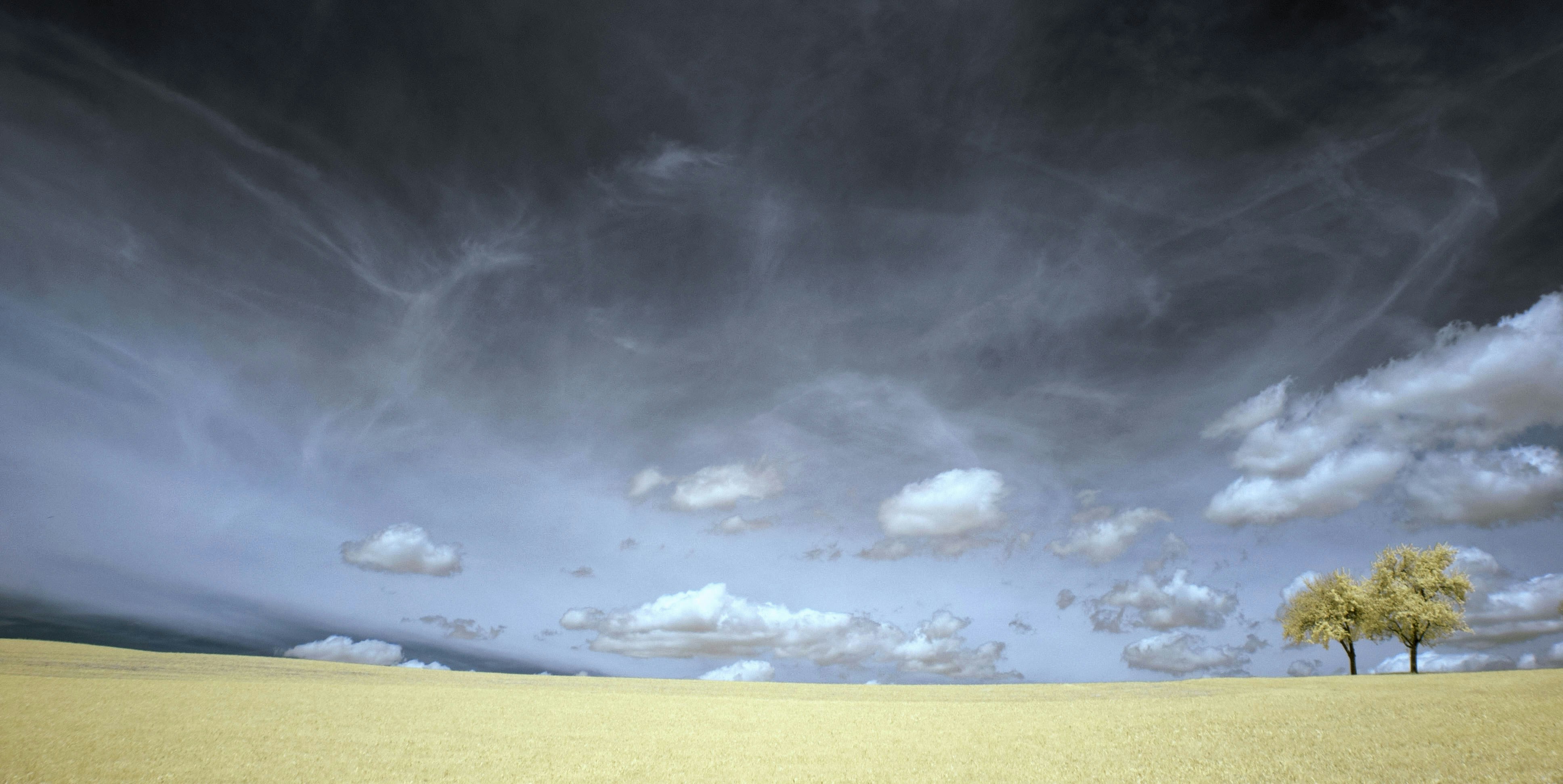 Two Trees on Golden Field under Cloudy Sky