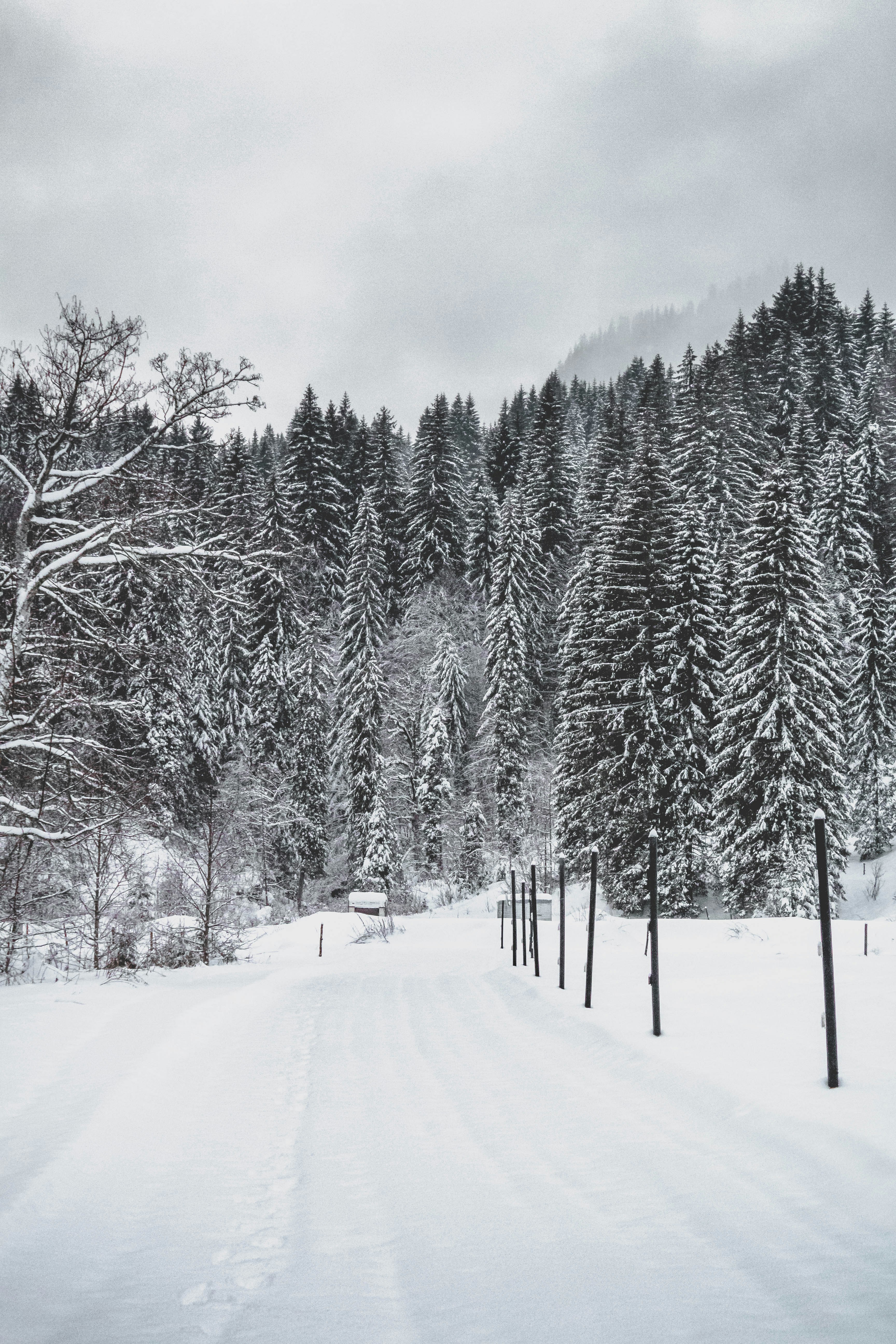 Snowy Mountain Forest Road
