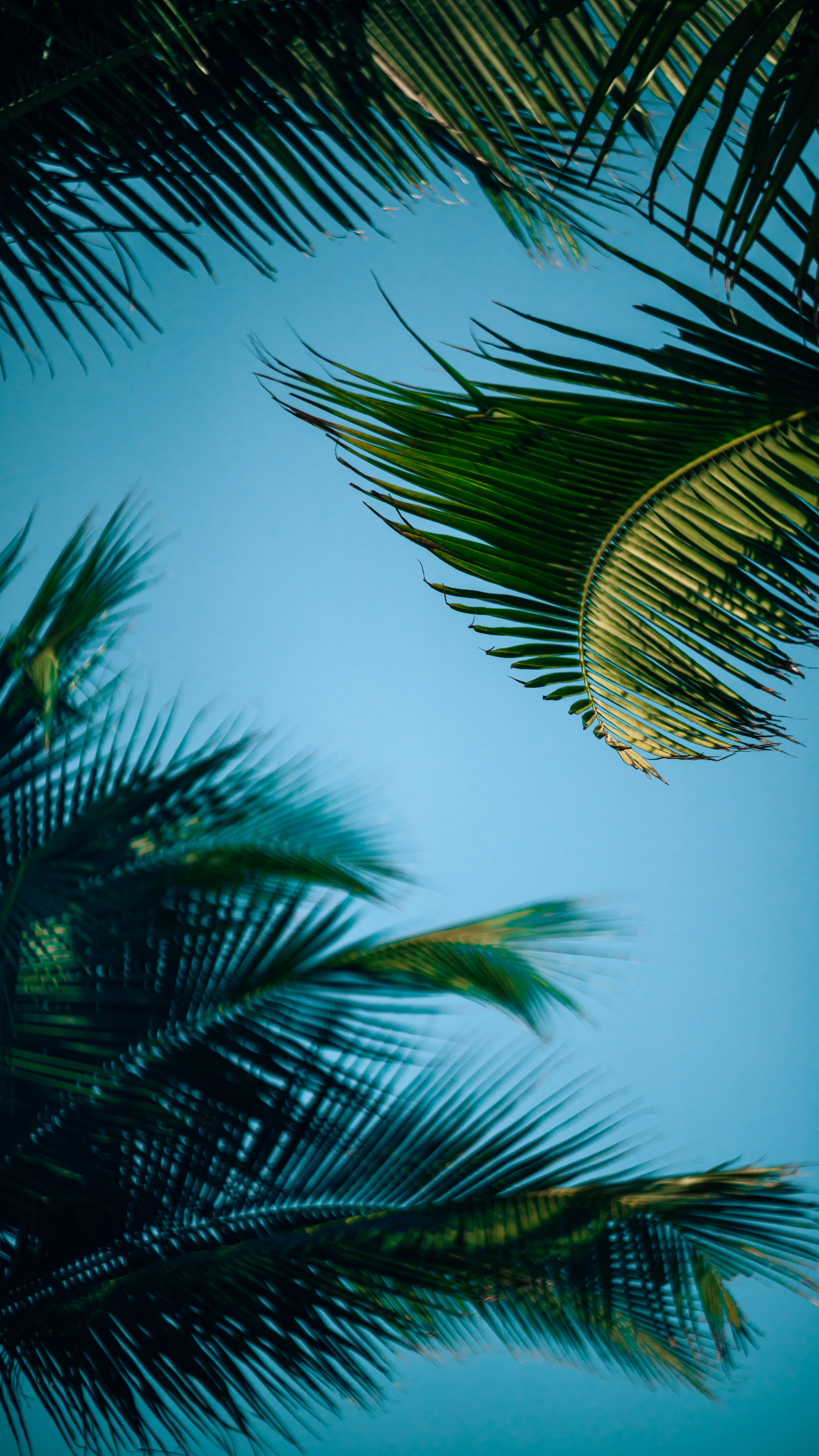 Wallpapers