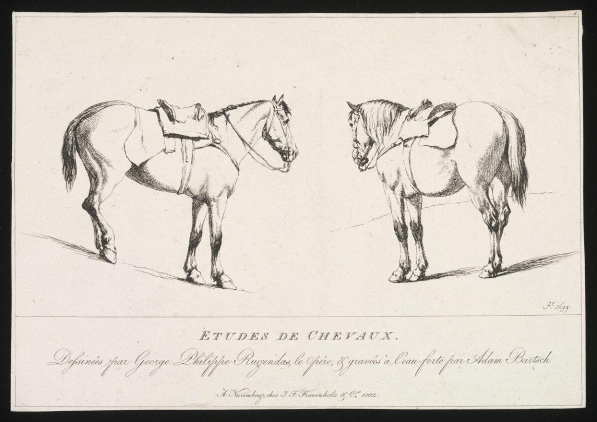 Study of Two Saddled Horses