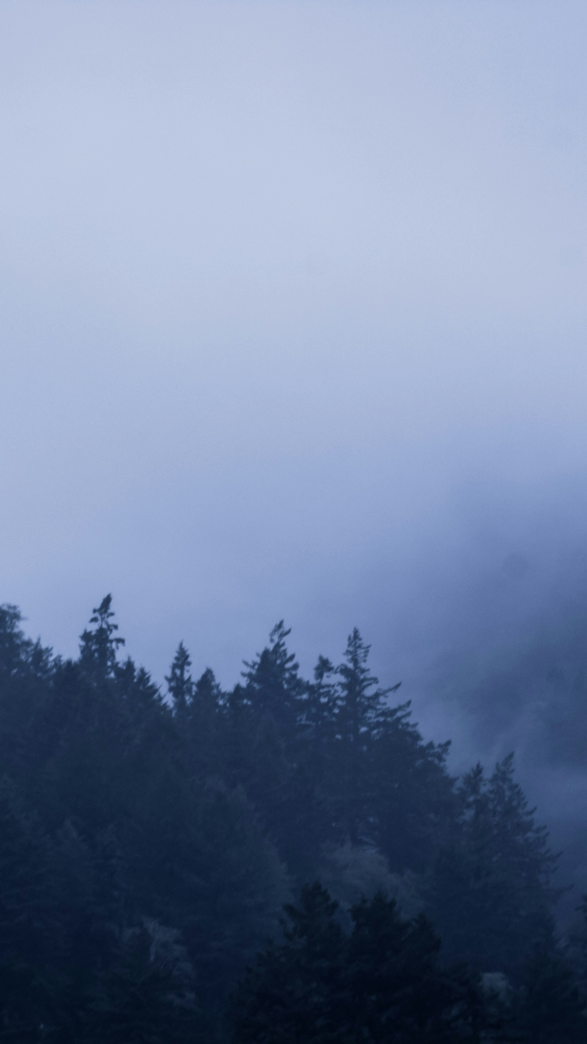 Foggy Mountain Pine Forest