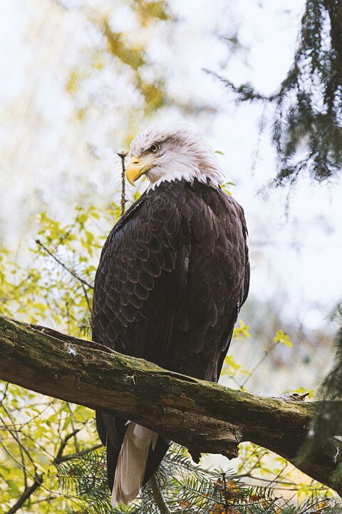 Bald Eagle Perched on Tree Branch