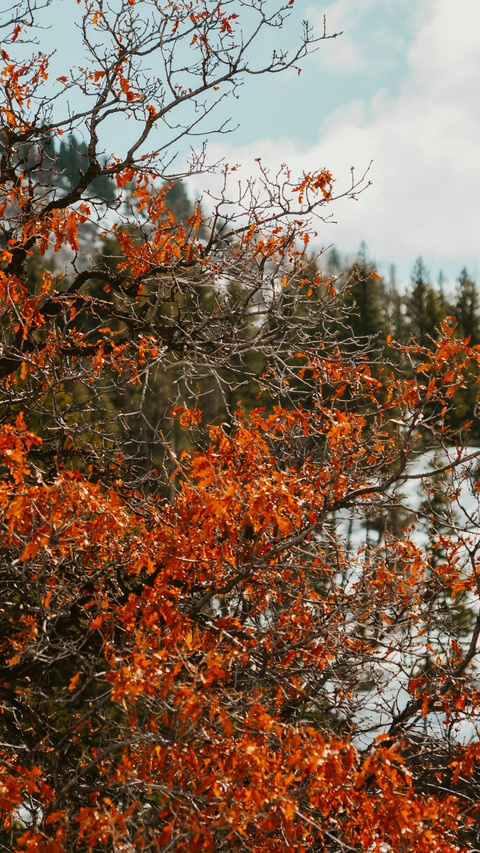 Vibrant Orange Autumn Foliage