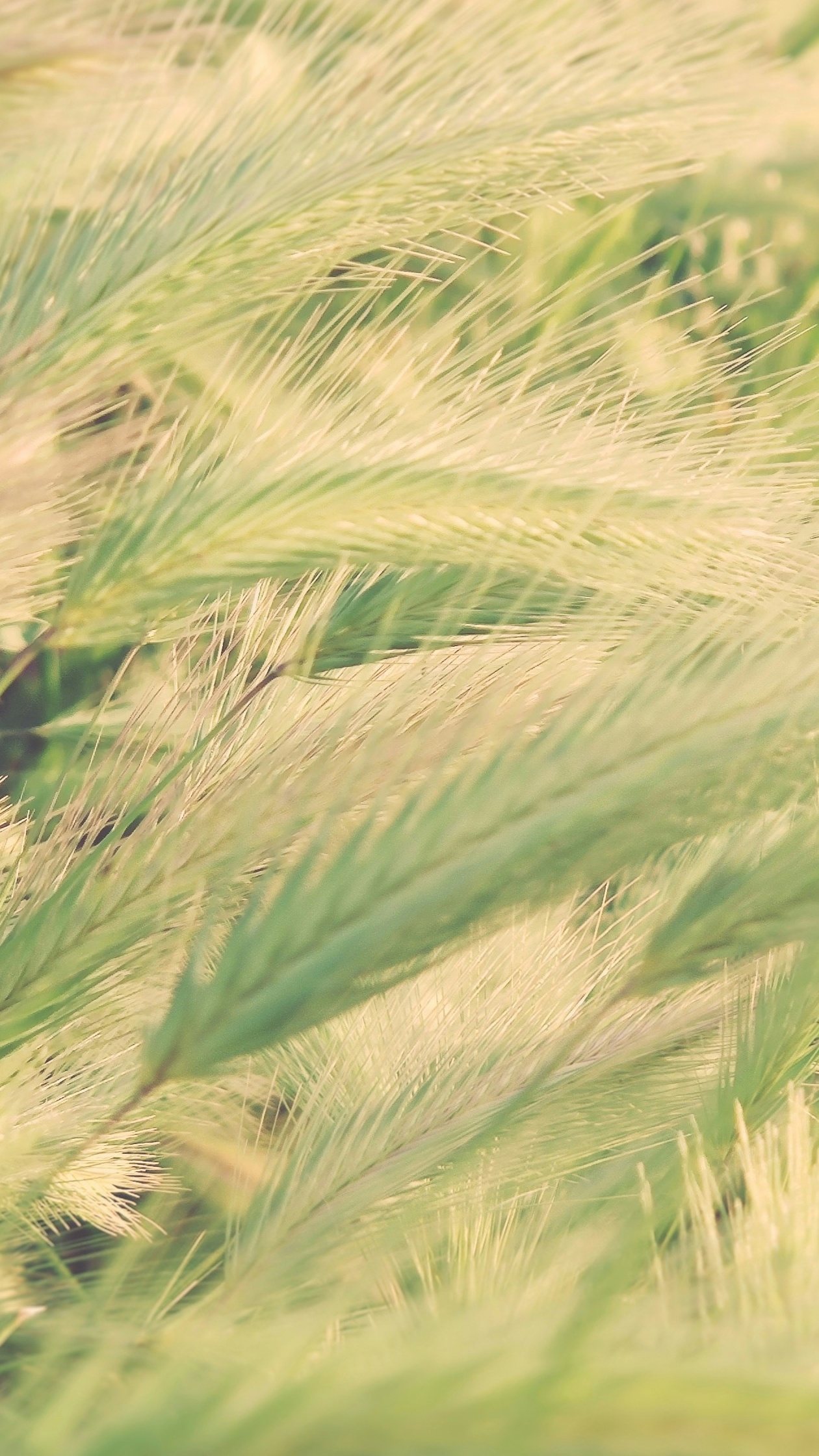 Close Up of Foxtail Grass
