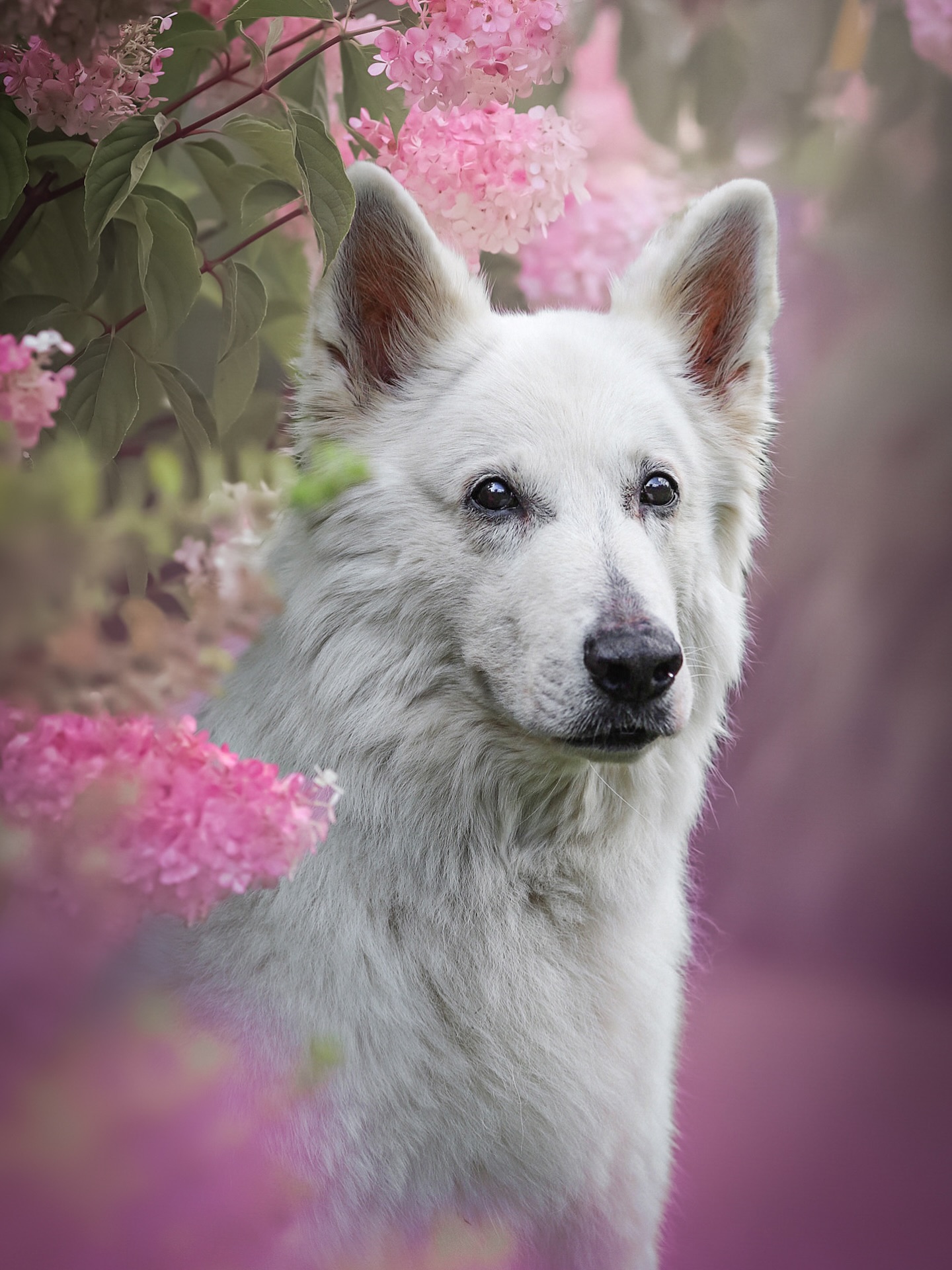 White Shepherd Among Pink Hydrangeas