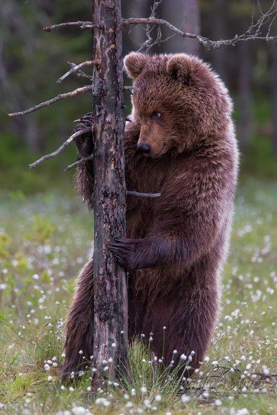 Brown Bear Hugging a Tree Trunk