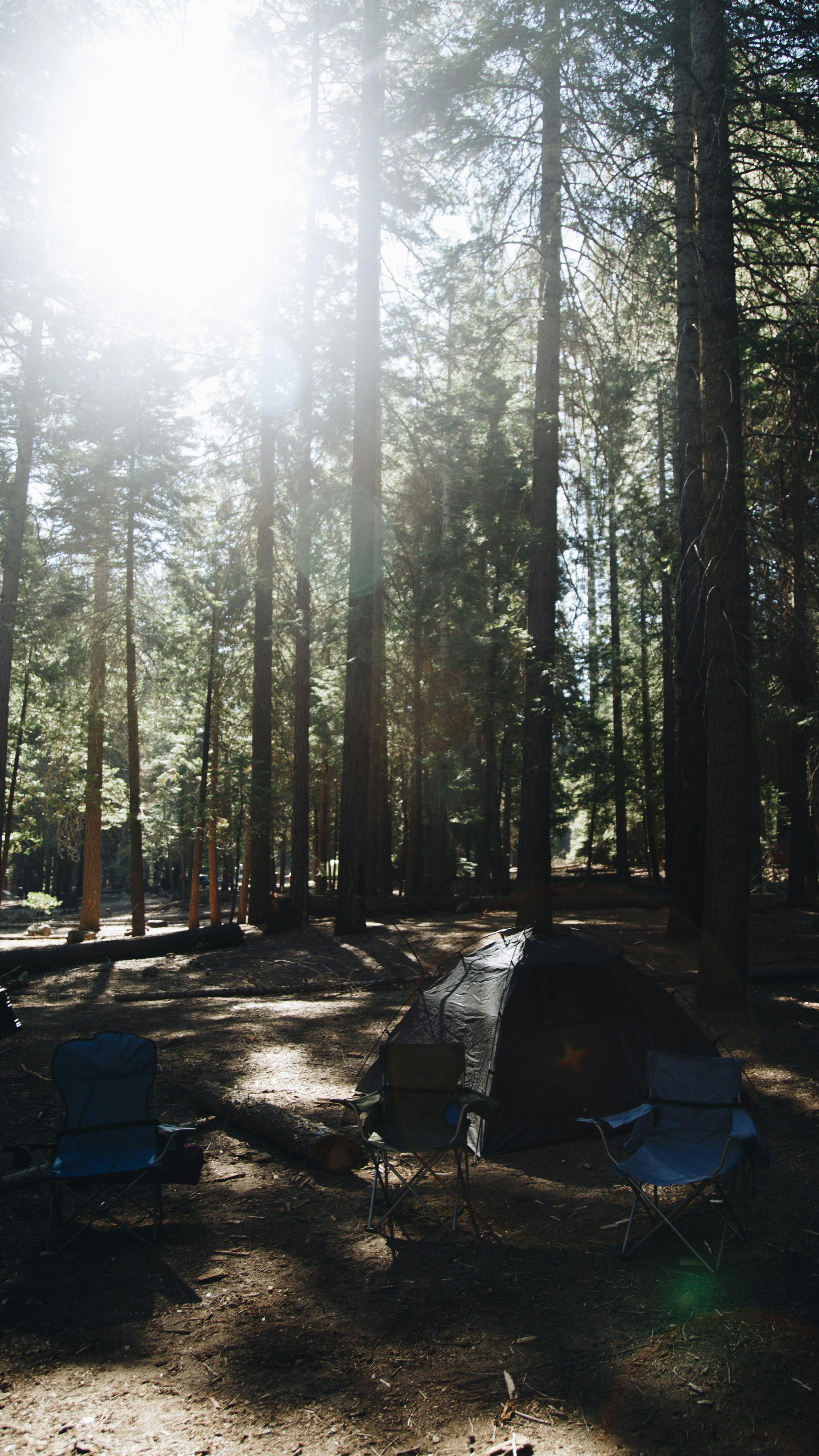 Campsite in Dense Pine Forest