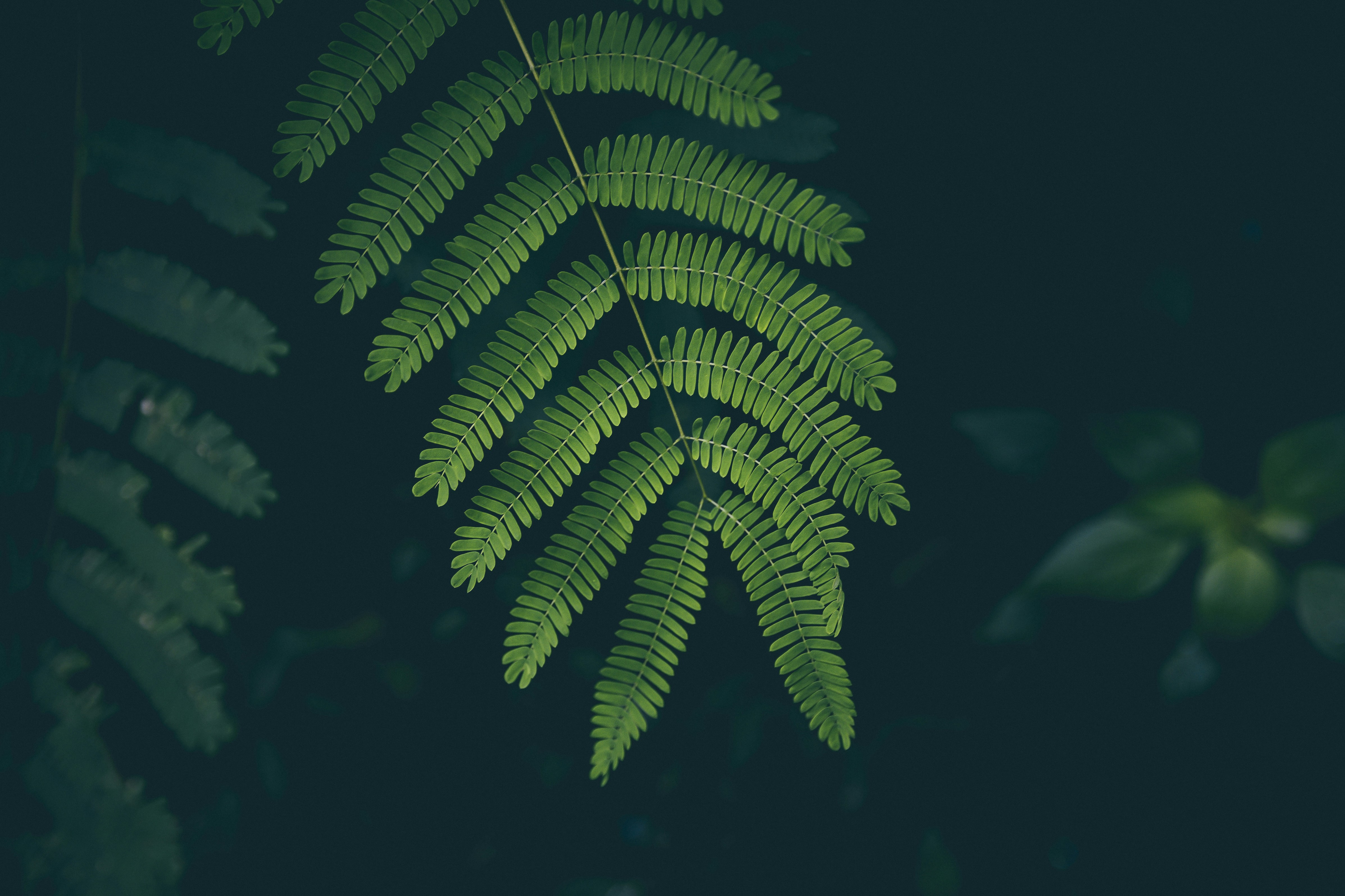 Close Up of Fern Leaf