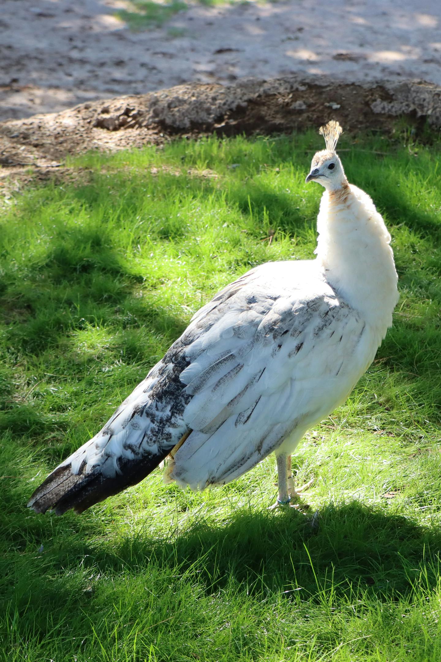 White Peacock on Green Grass