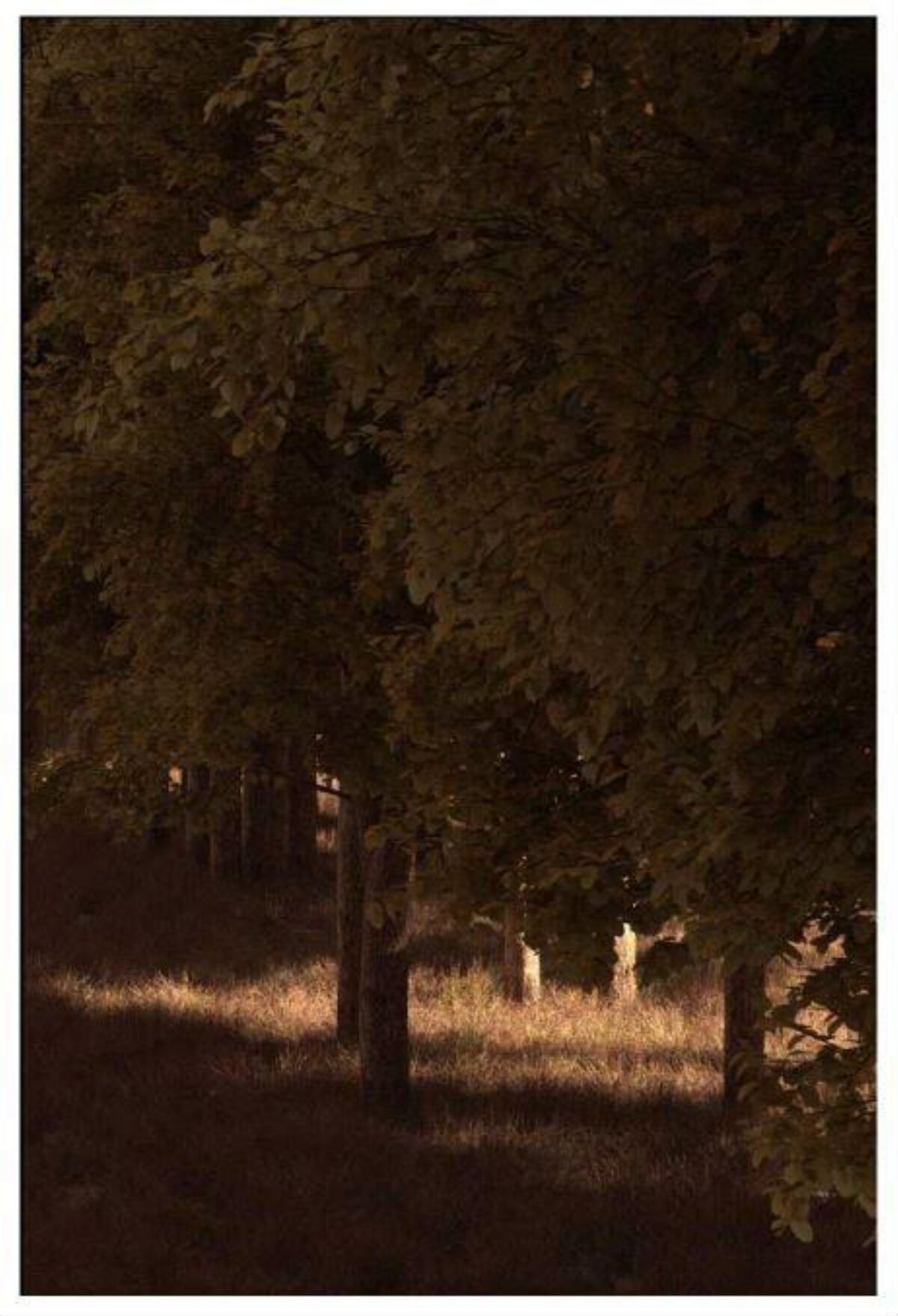 Dappled Sunlight Through Woods