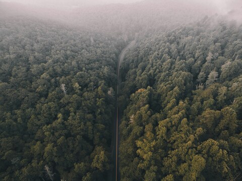 Winding Road Through Misty Forest