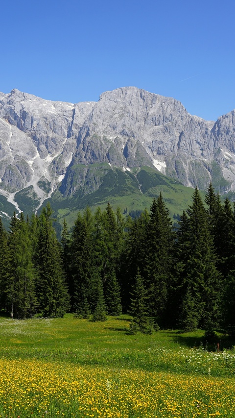 Alpine Mountain Wildflower Meadow