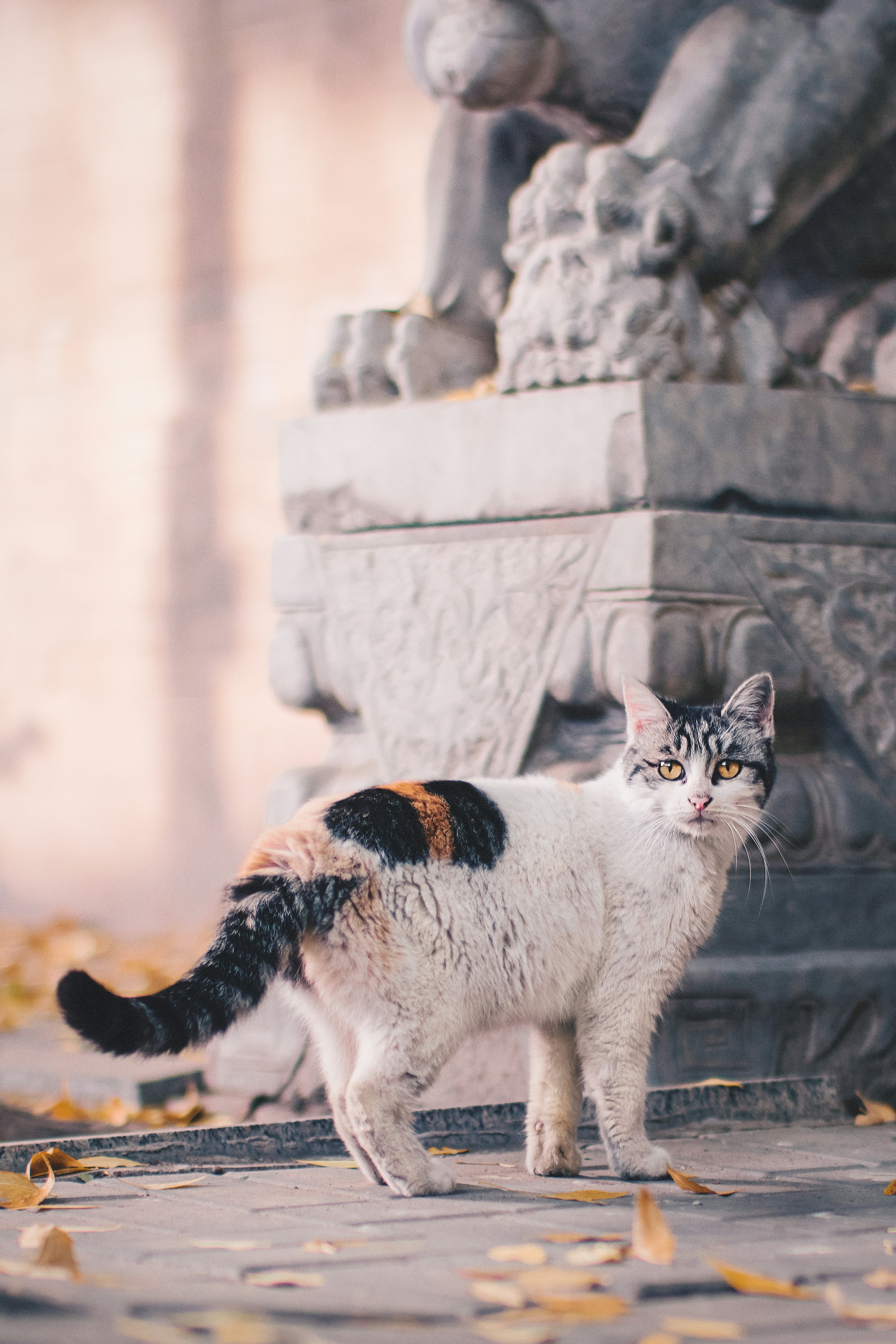 Calico Cat by Stone Lion Statue