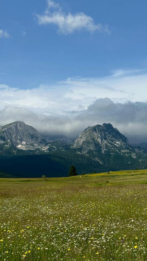 Wildflower Meadow and Mountain Peaks