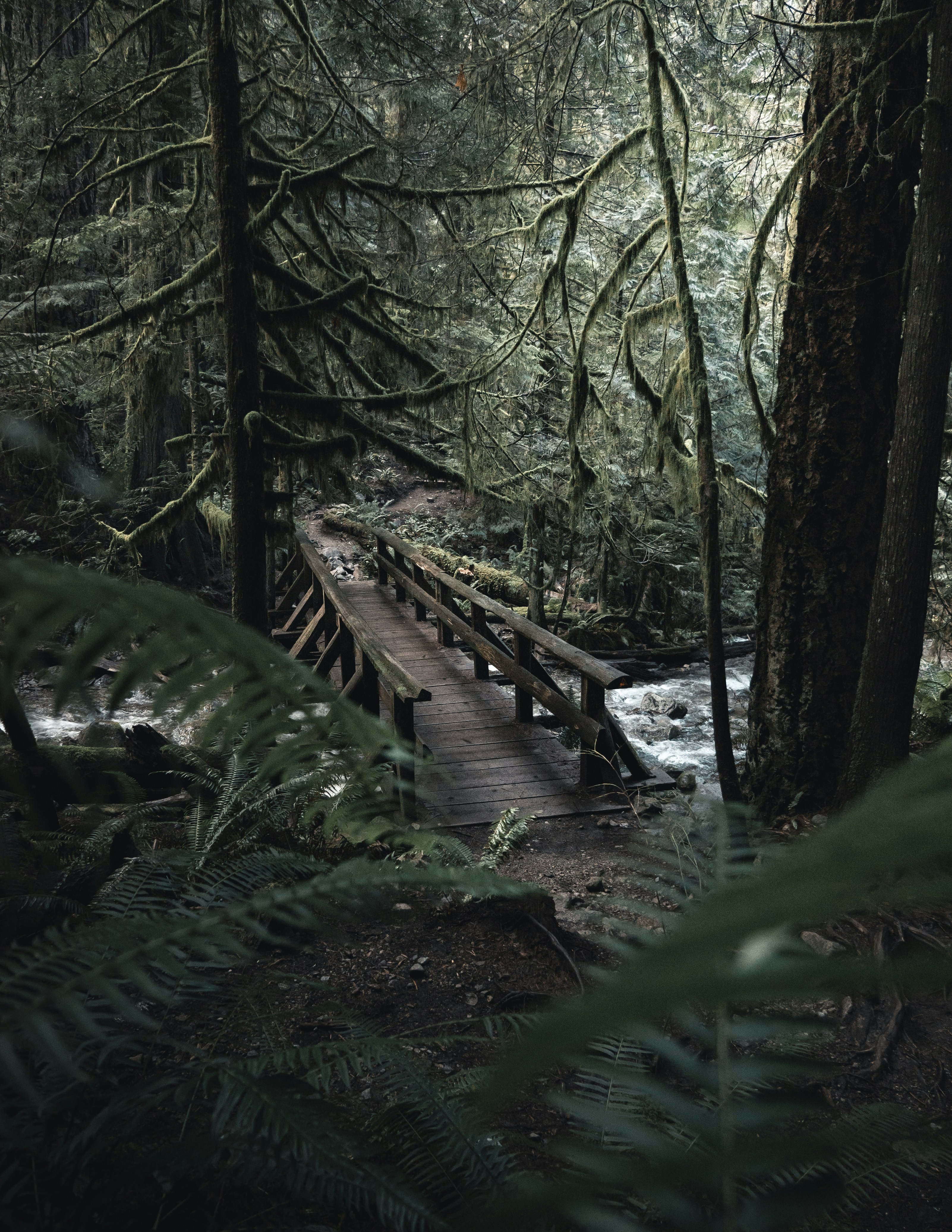 Wooden Footbridge Over Forest Creek