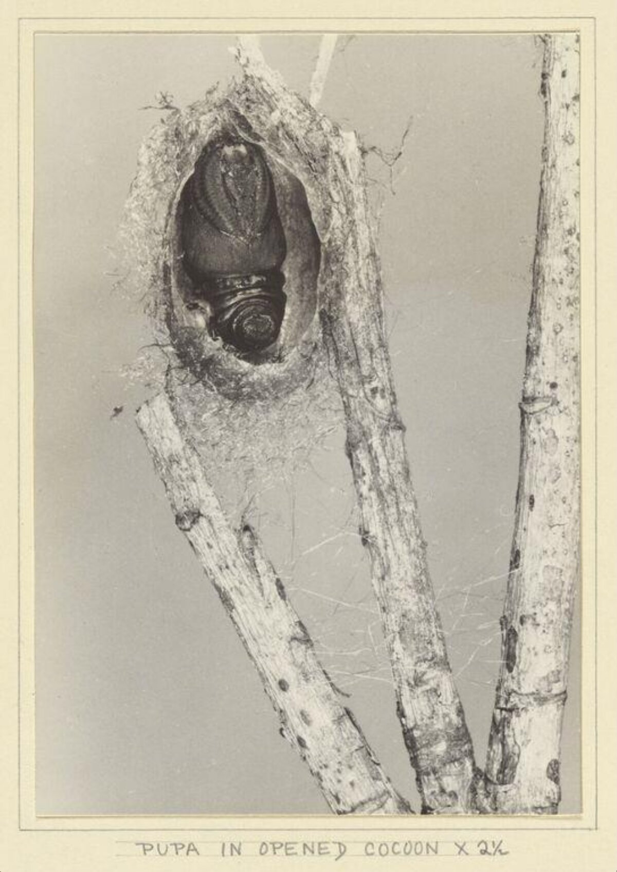 Pupa in an Opened Cocoon