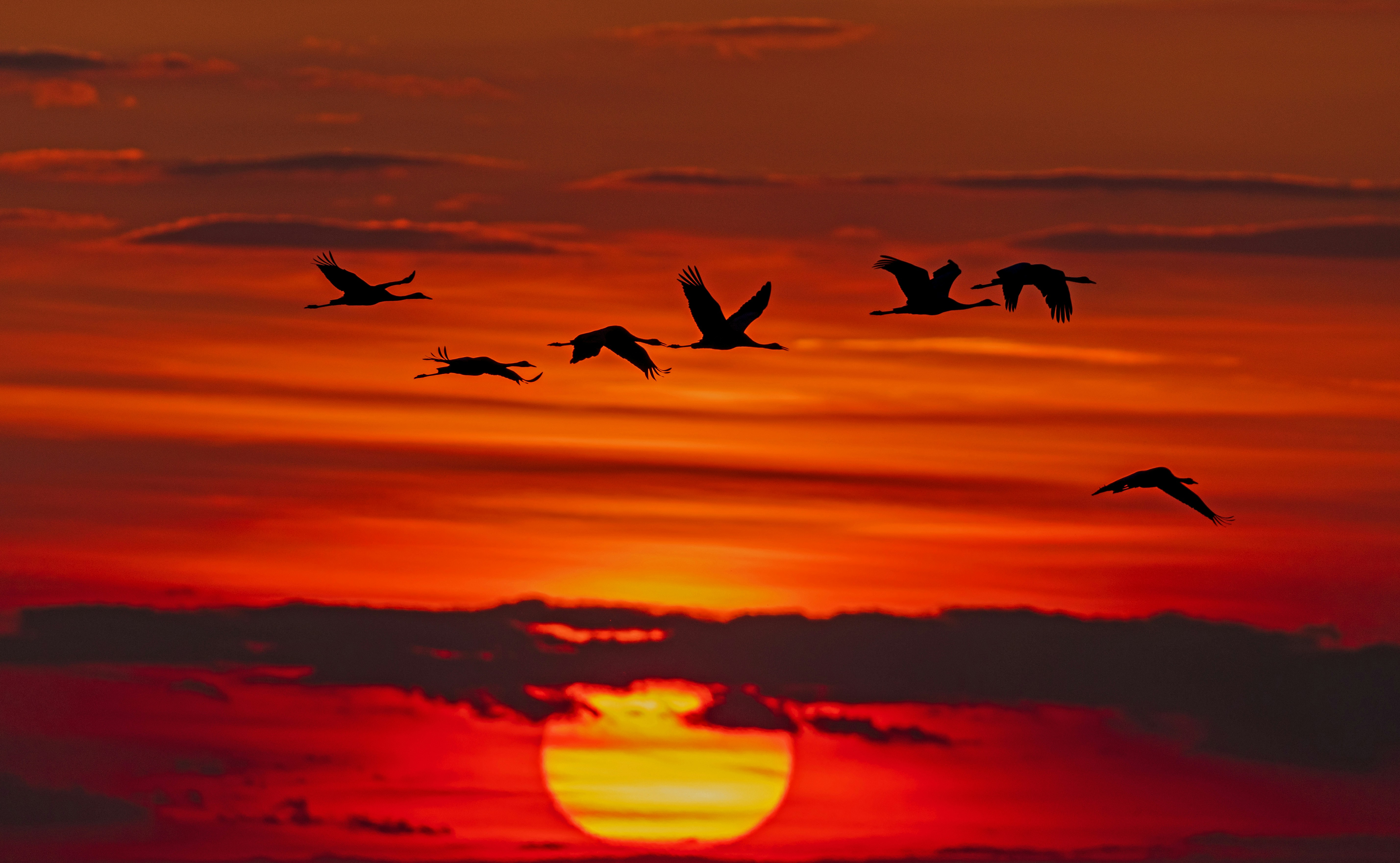 Migrating Cranes at Sunset