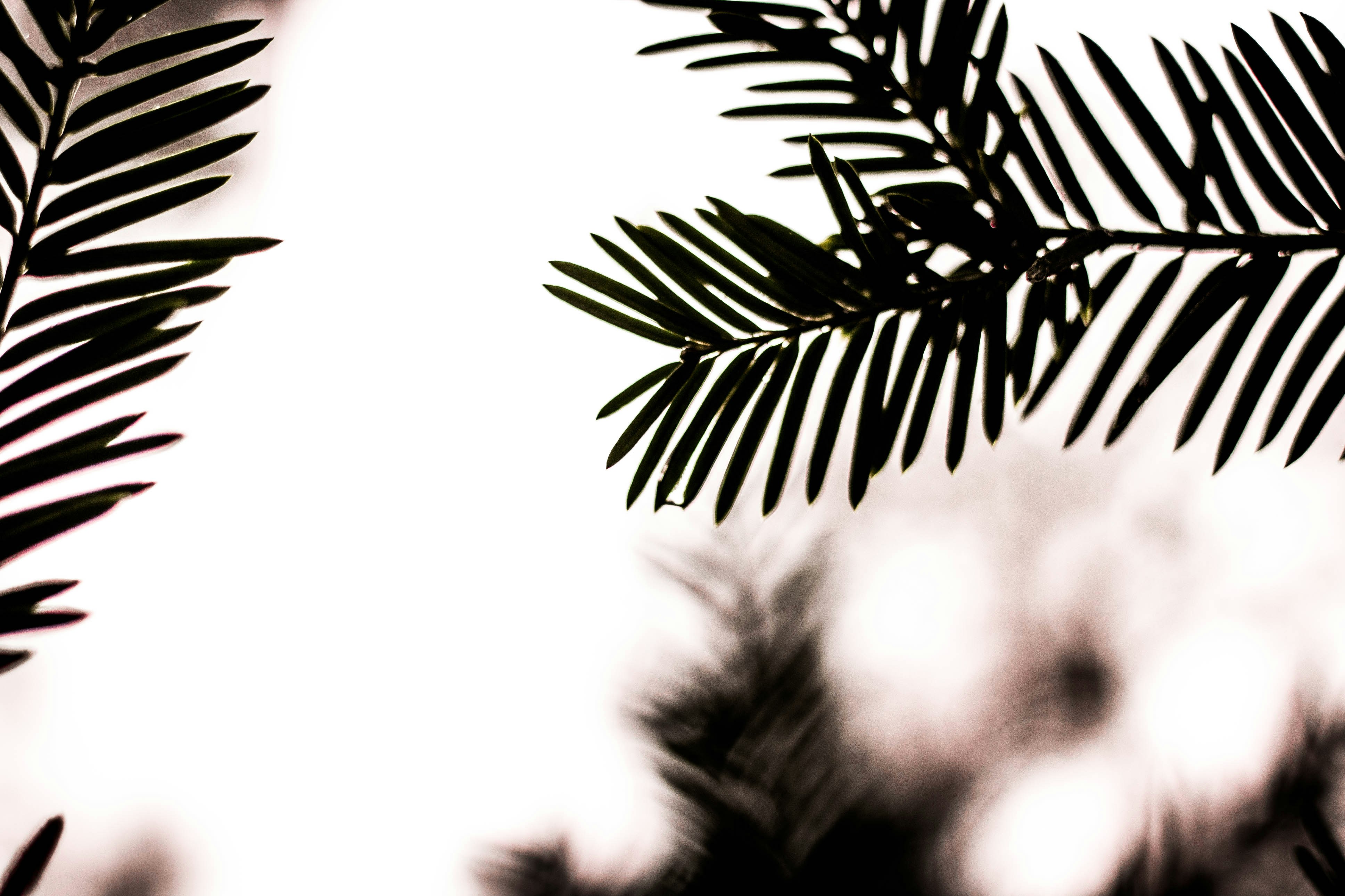 Silhouetted Conifer Tree Branches
