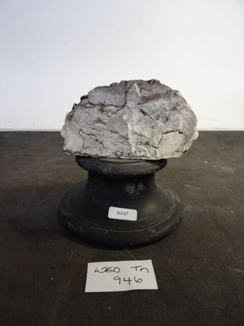 Labeled Fossil Specimen on Display Stand