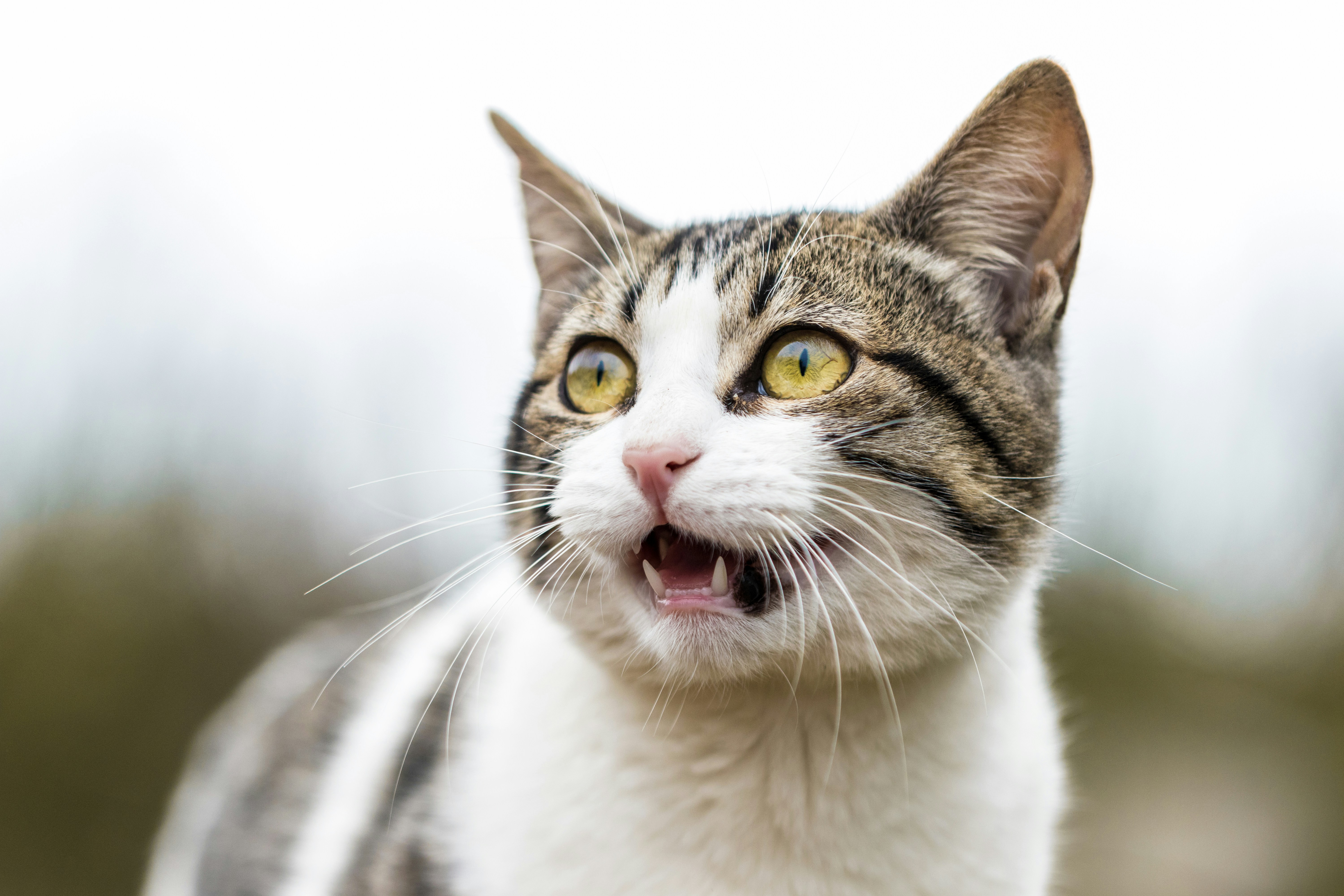Curious Tabby And White Cat