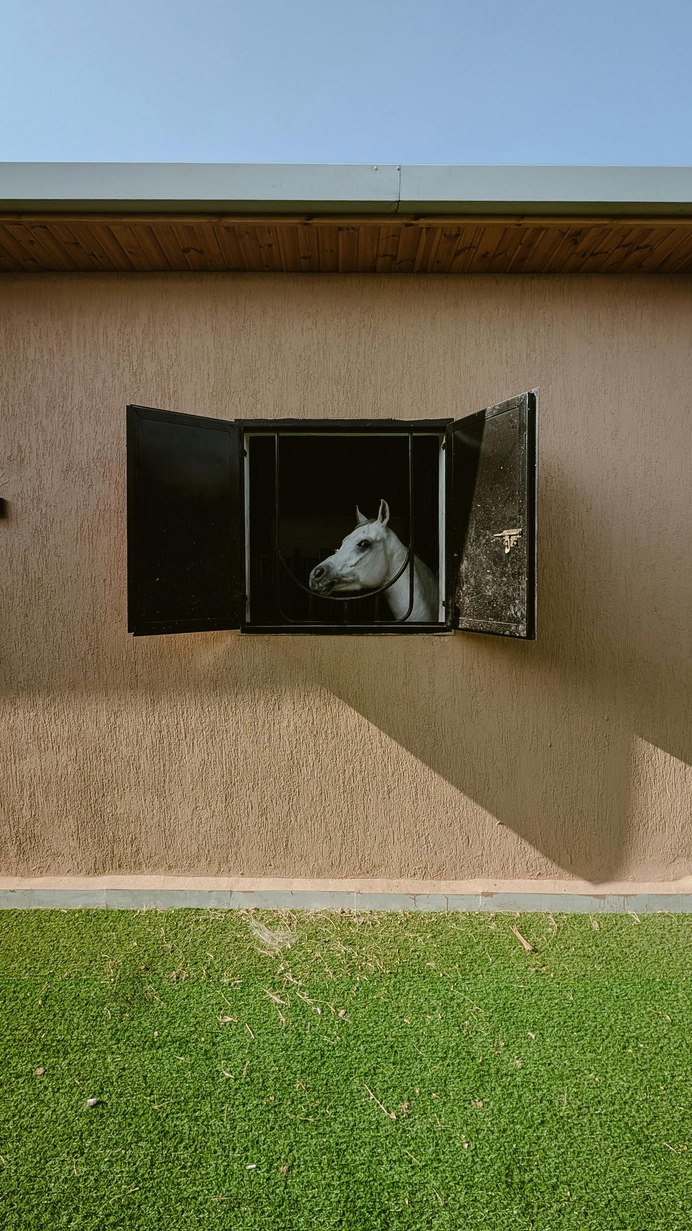 White Horse at Stable Window