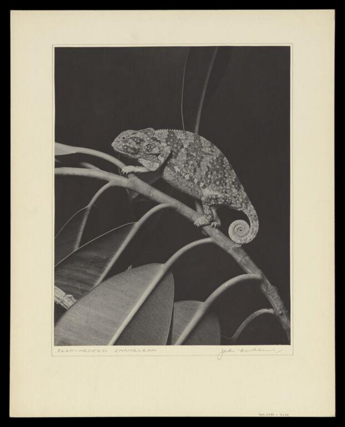 Flap-necked Chameleon on Branch