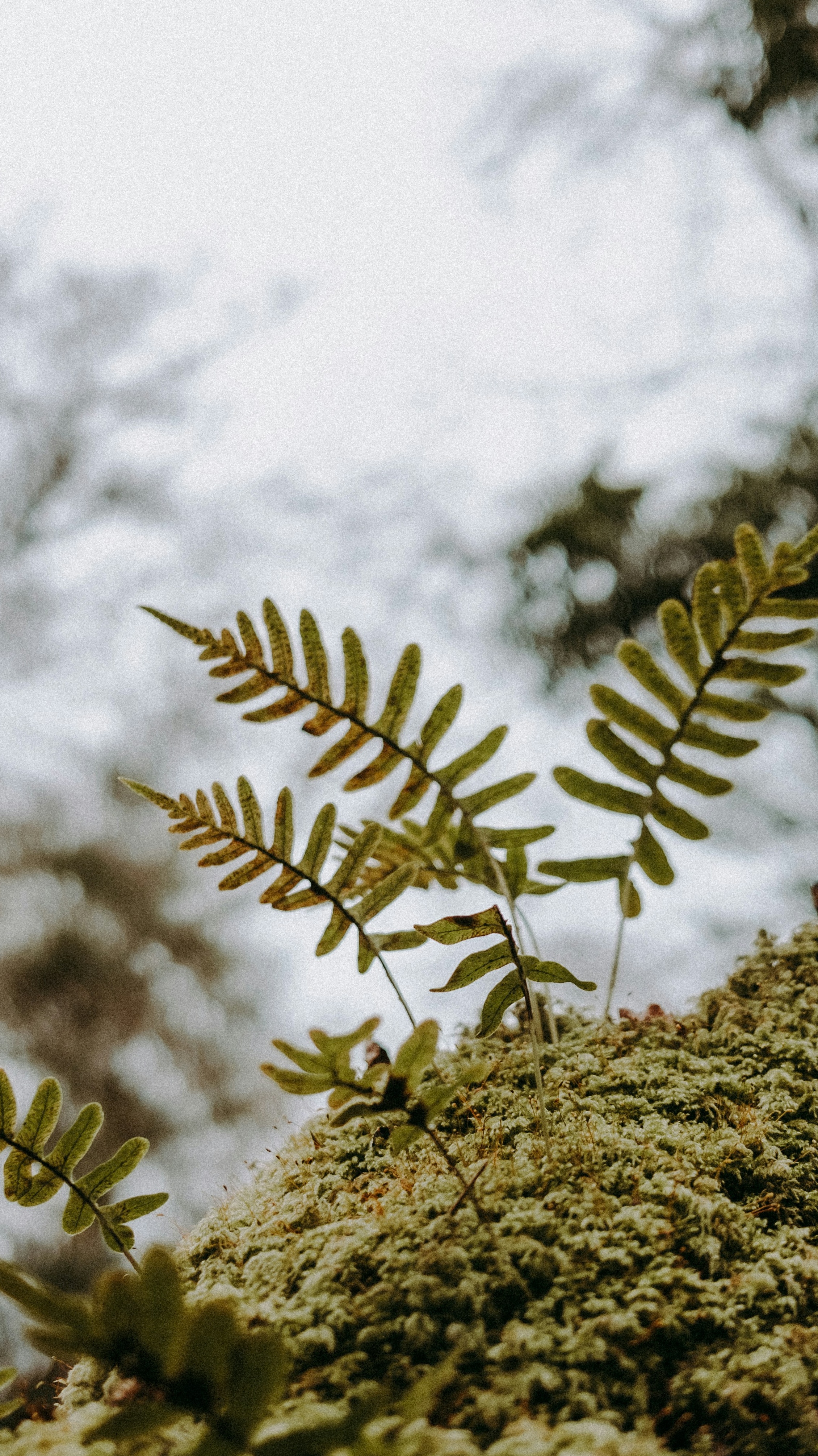 Wallpapers
