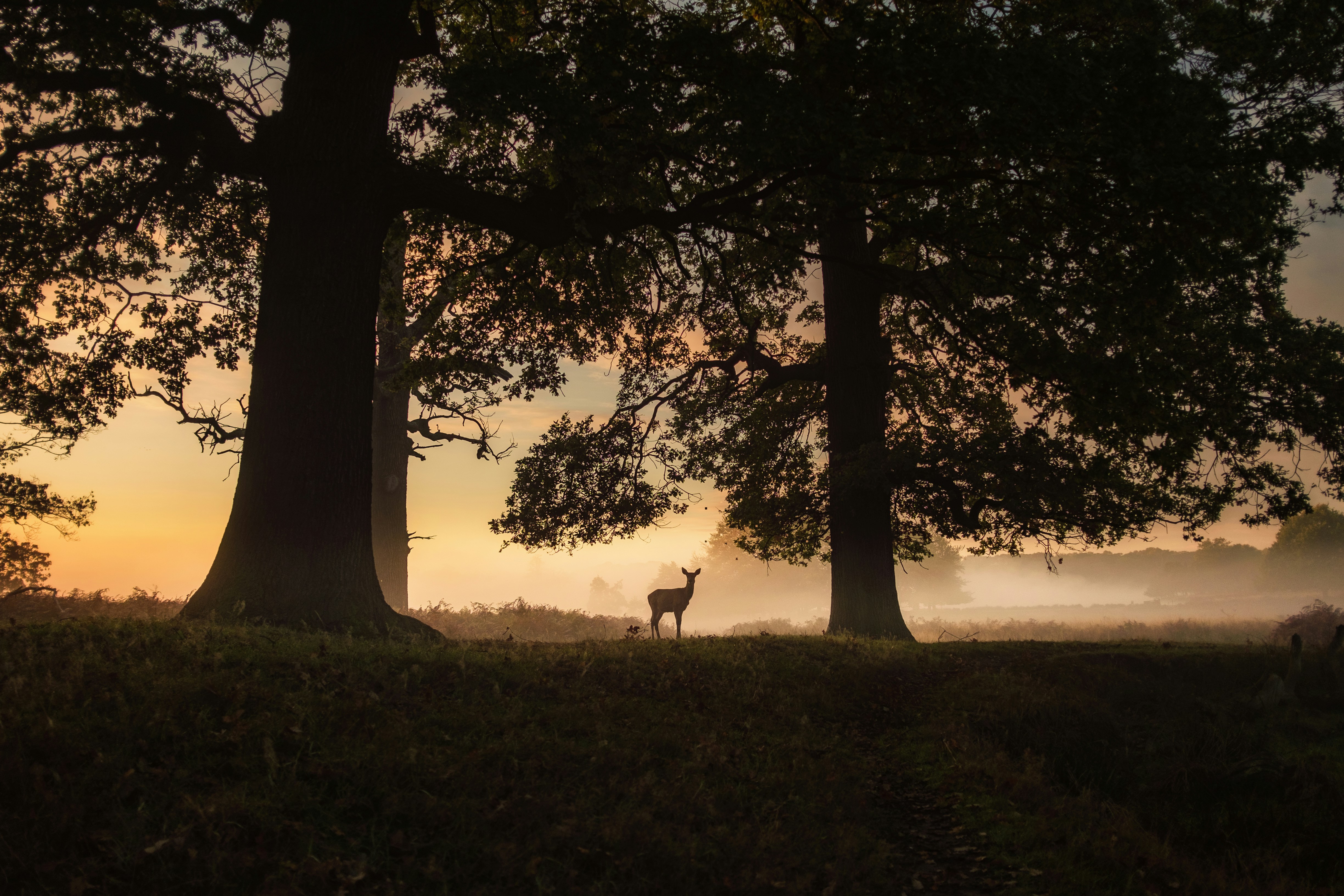 Deer in Misty Dawn Forest