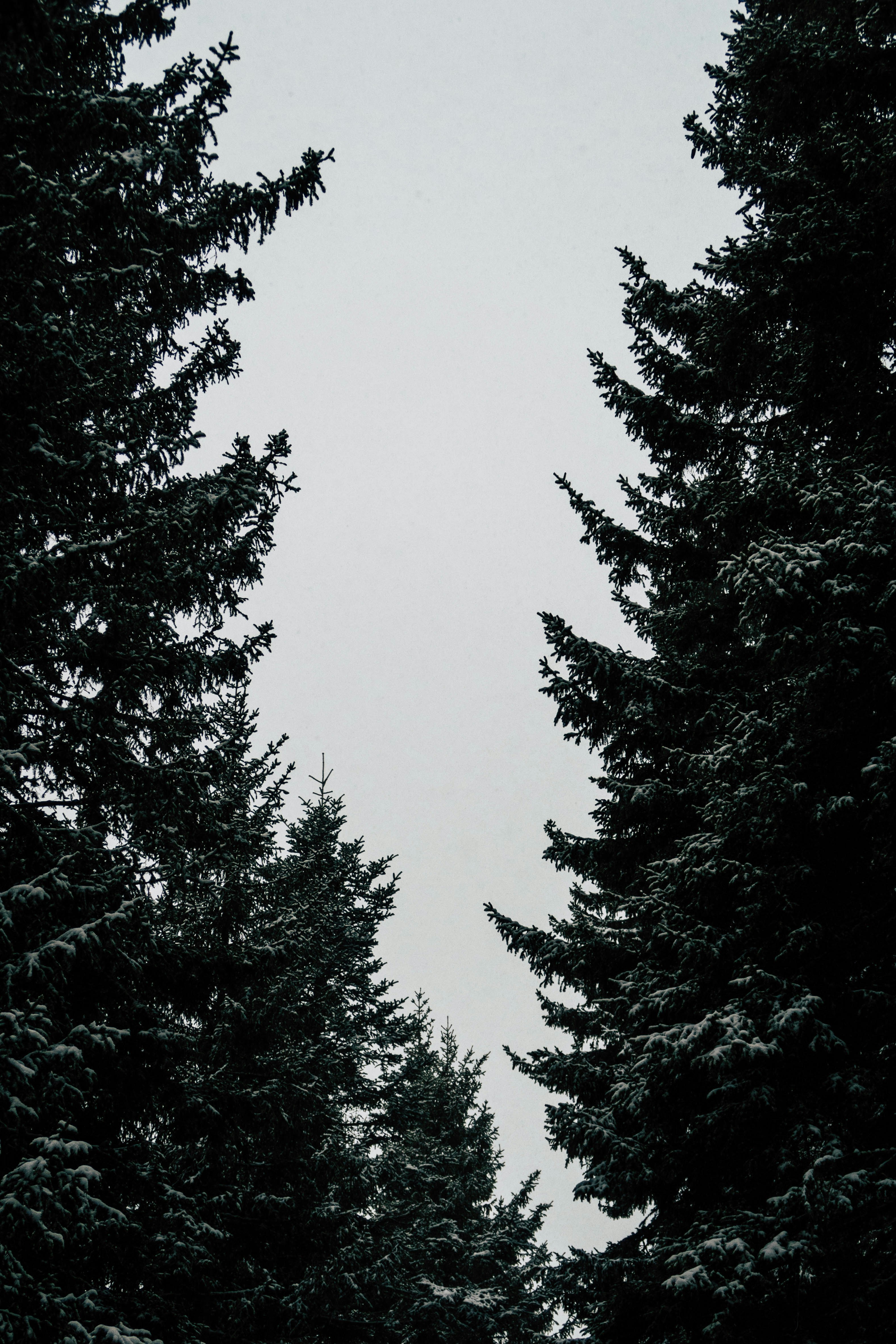 Snowy Pine Forest Under Overcast Sky