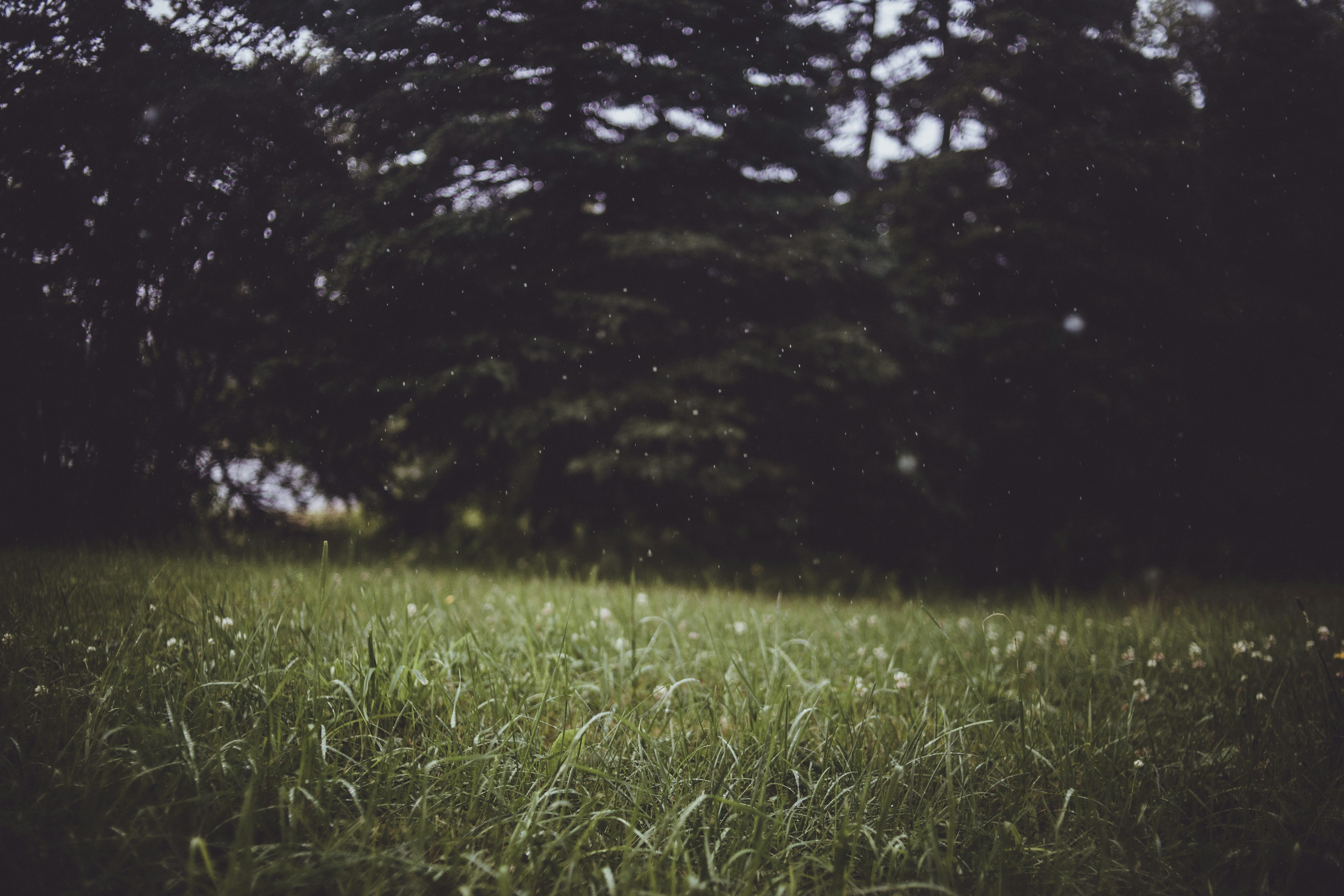 Rainy Grassy Lawn Under Trees