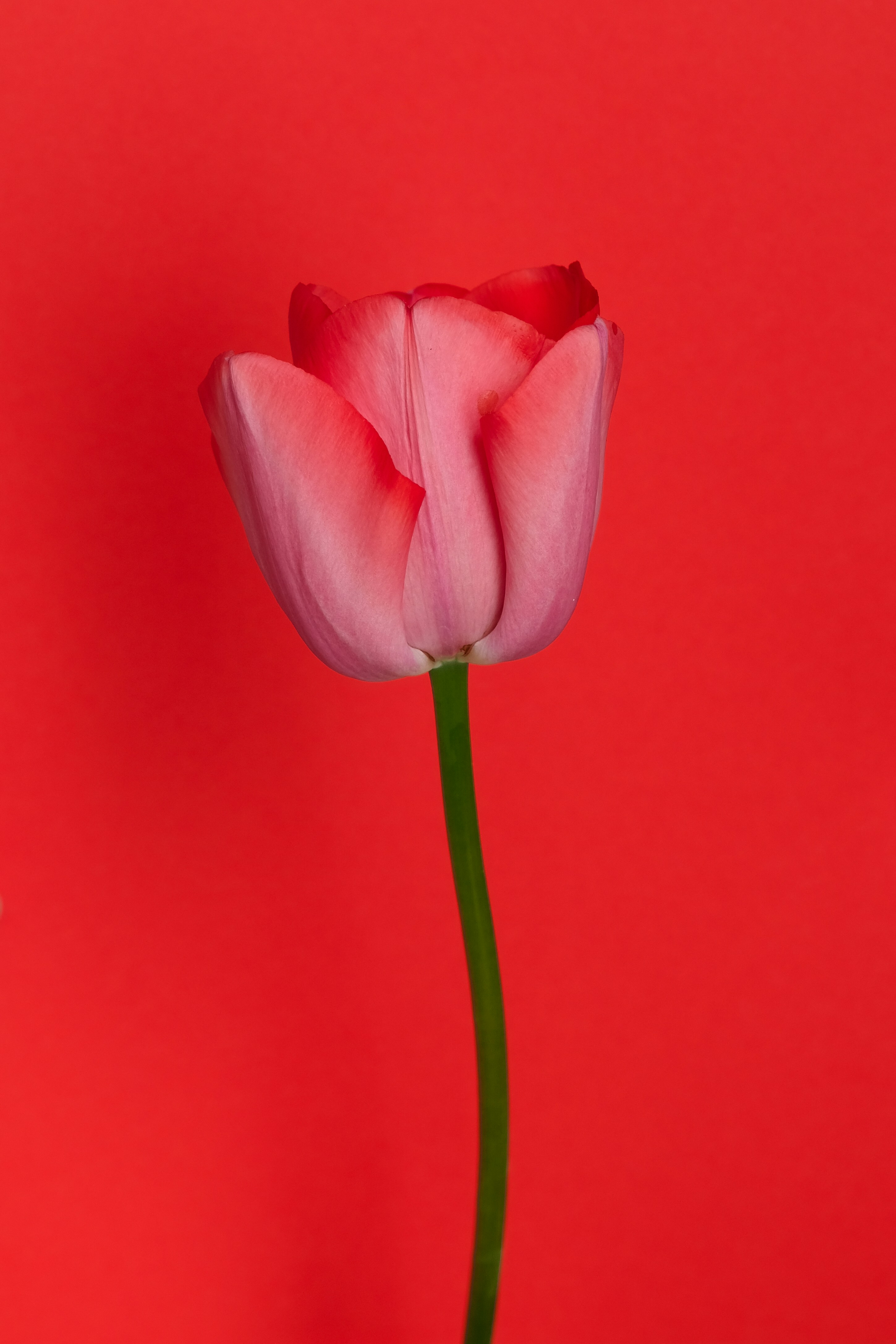 Single Pink Tulip on Red Background