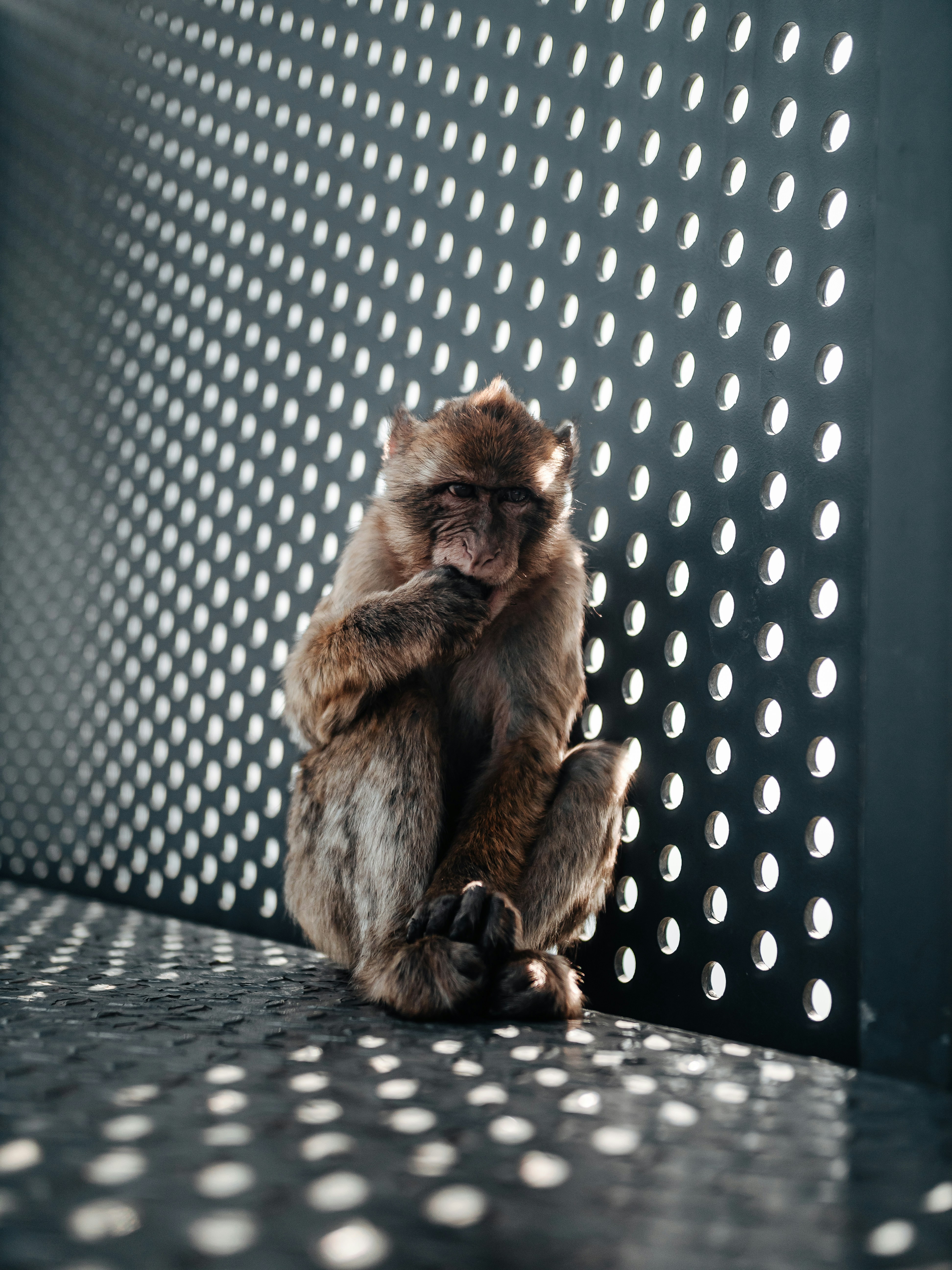 Pensive Monkey Against Perforated Metal Wall