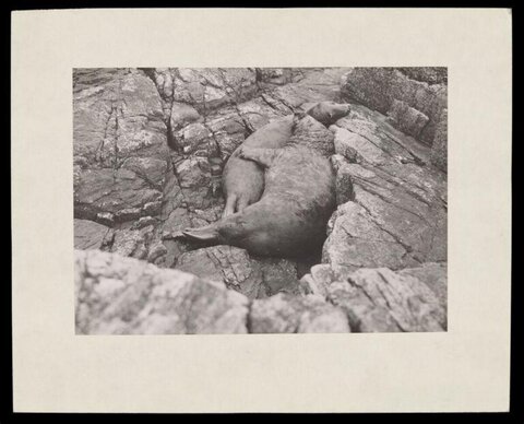Two Sea Lions Resting on Rocks