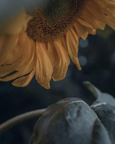 Close-up of Sunflower