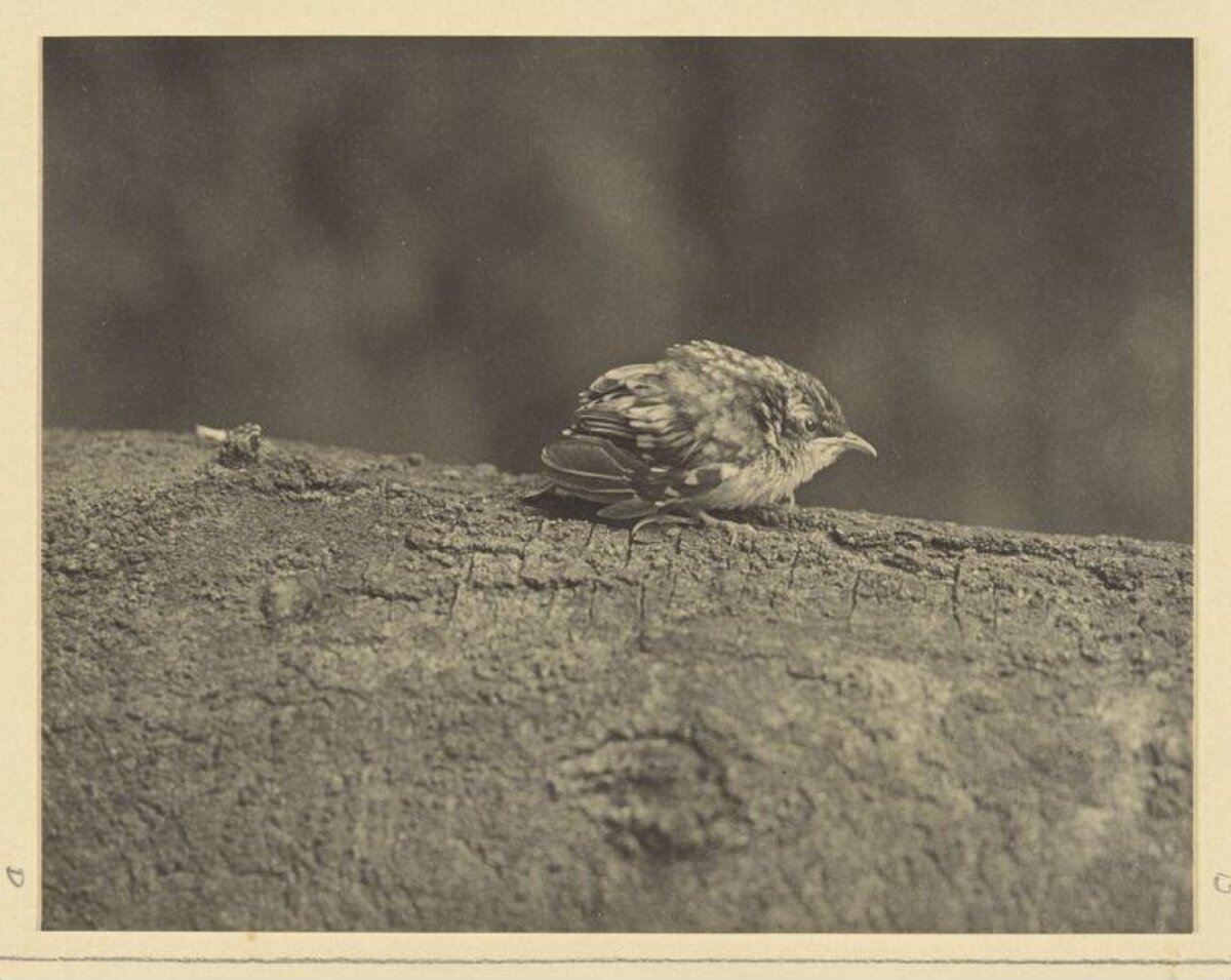 Small Bird Perched on Tree Trunk