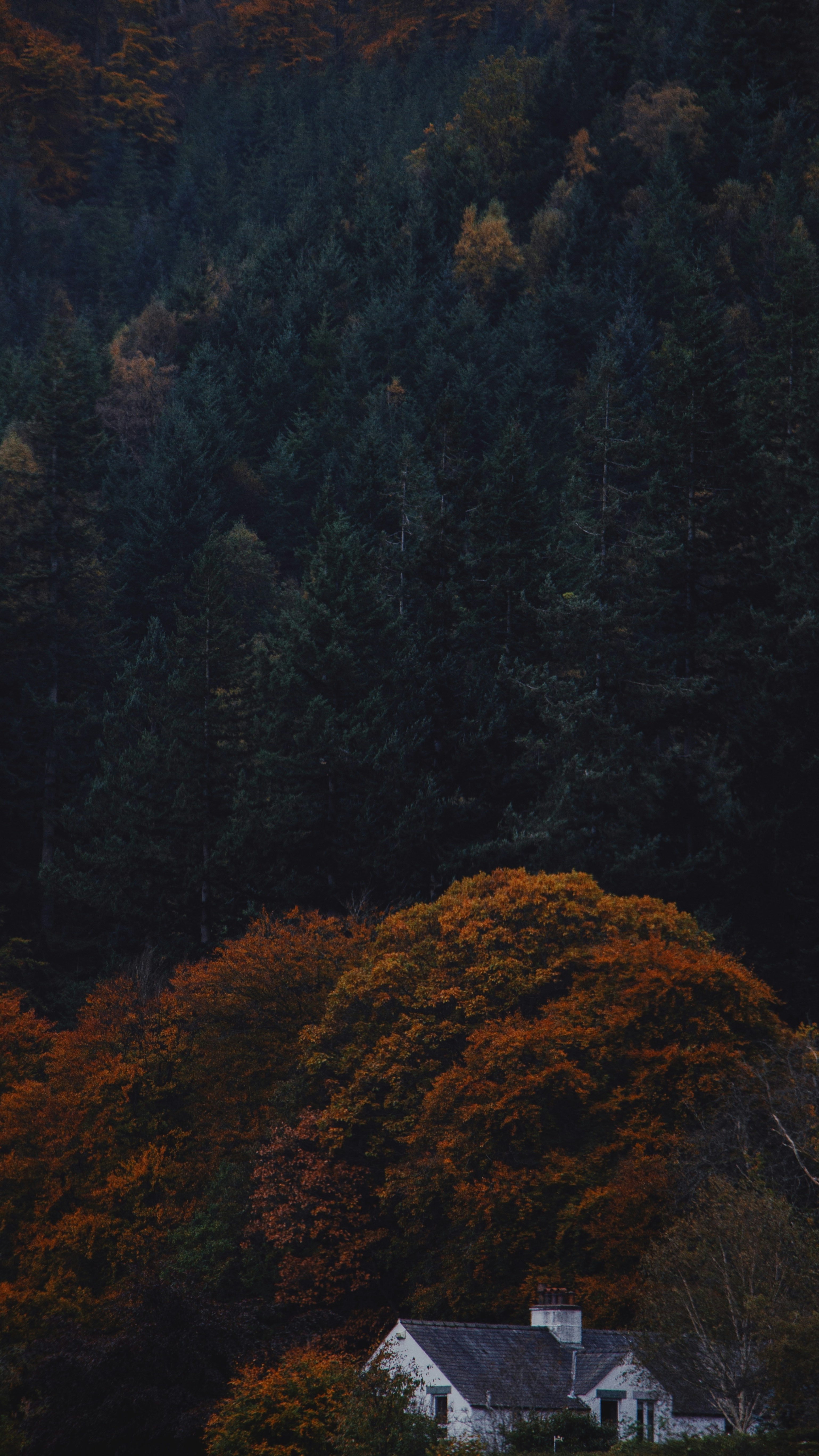 Wallpapers