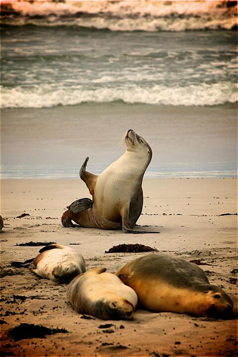 Sea Lions Resting on Sandy Beach