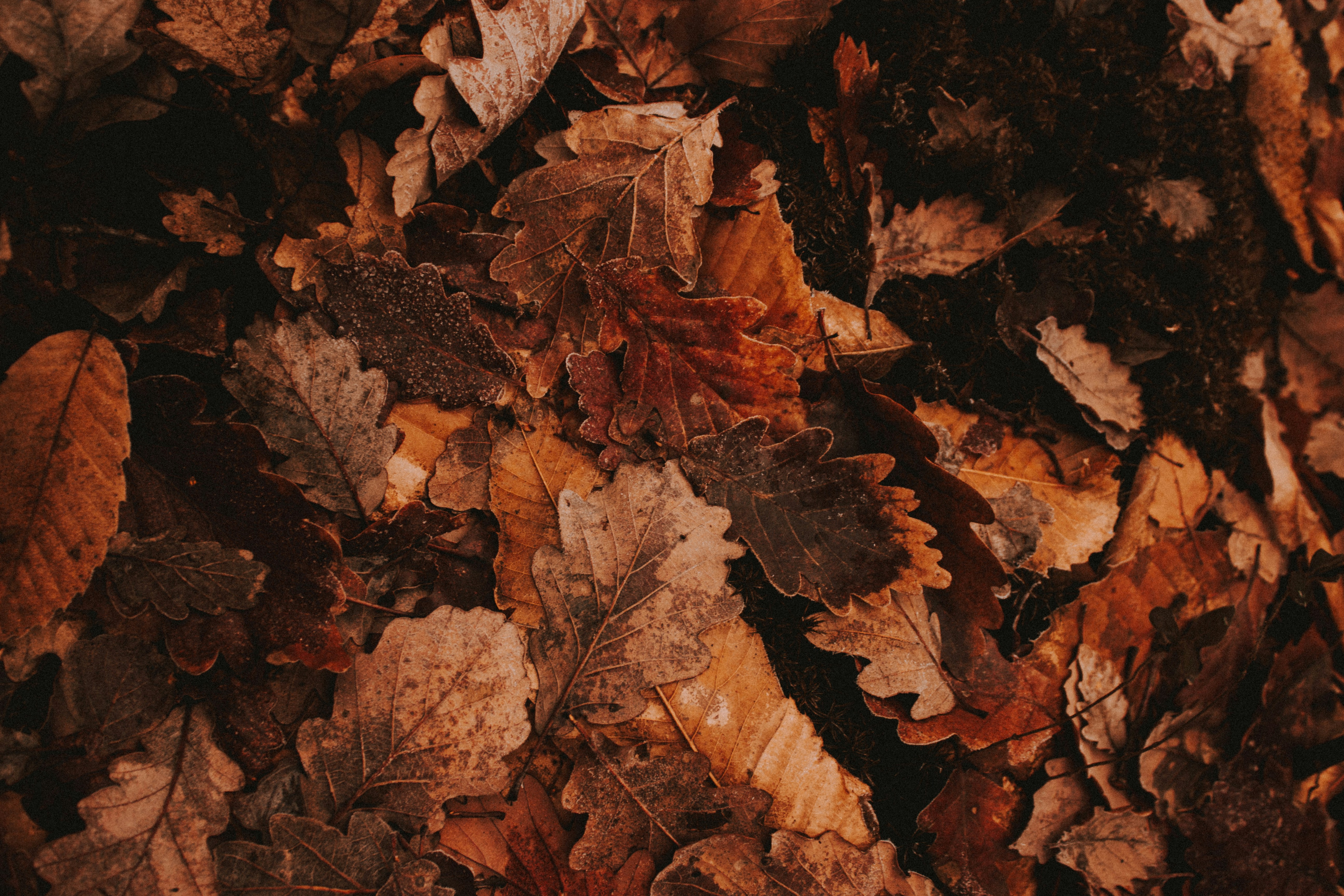 Fallen Autumn Oak Leaves