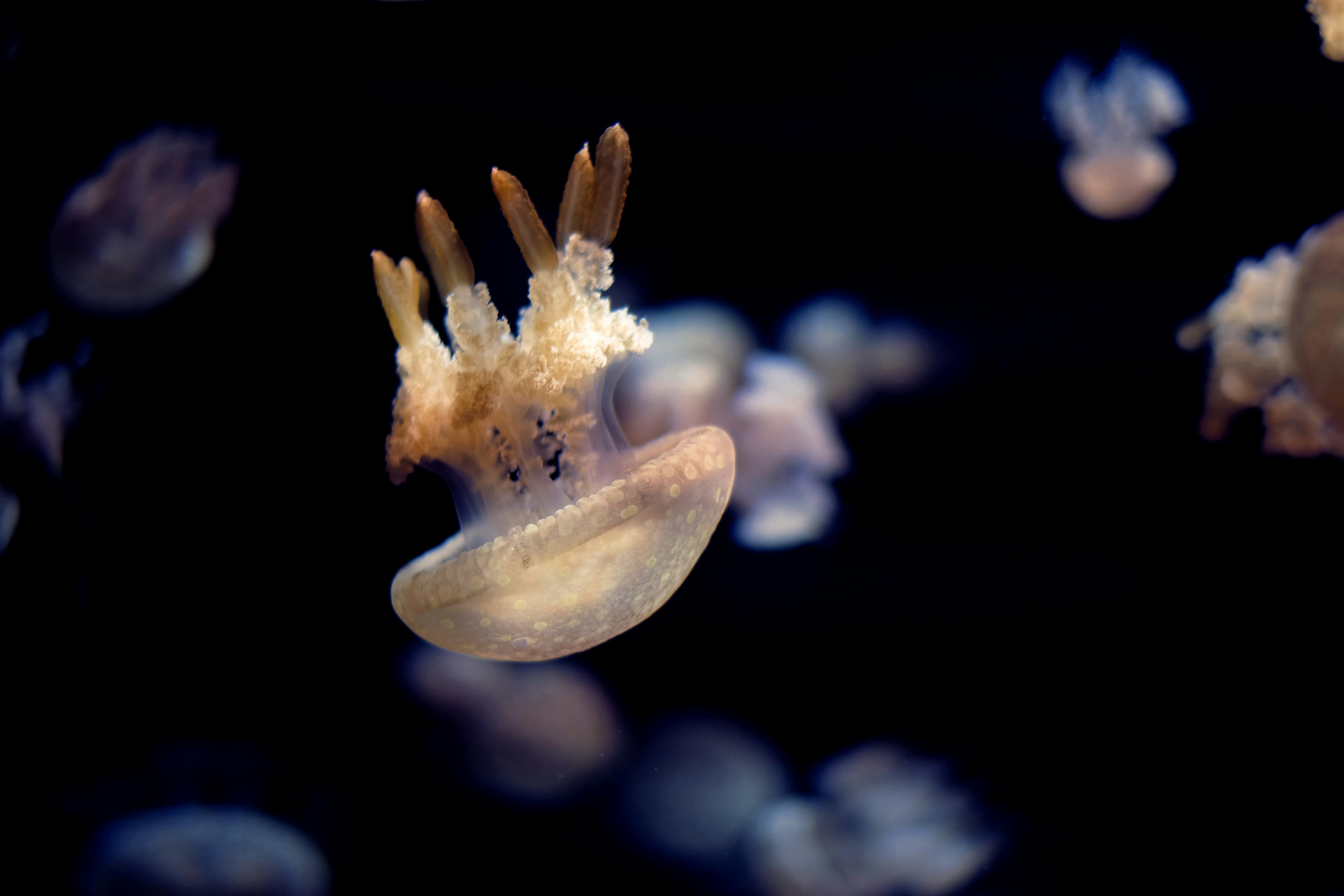 Semi-transparent Jellyfish in Dark Water