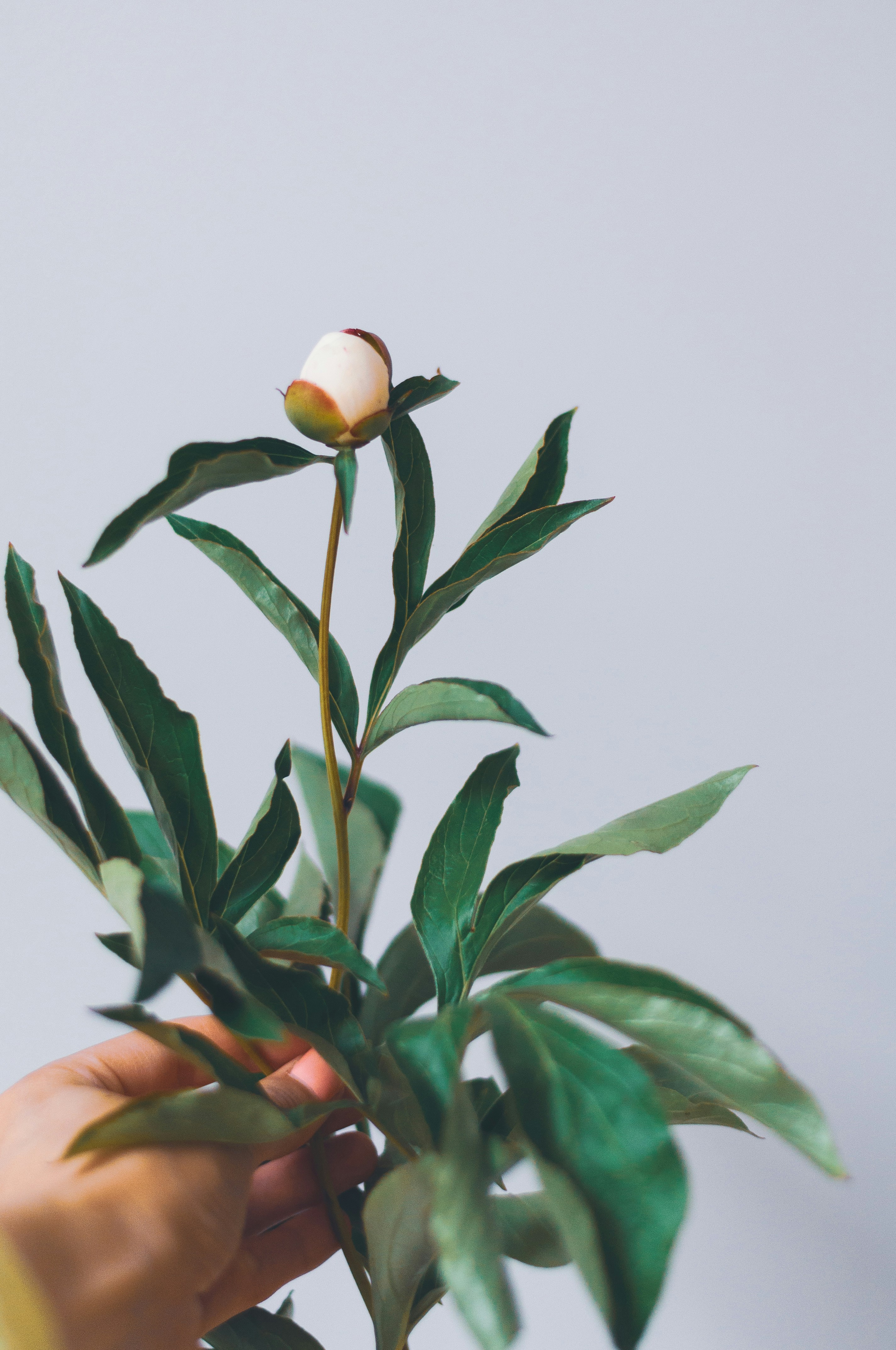 Hand Holding Peony Bud Branch