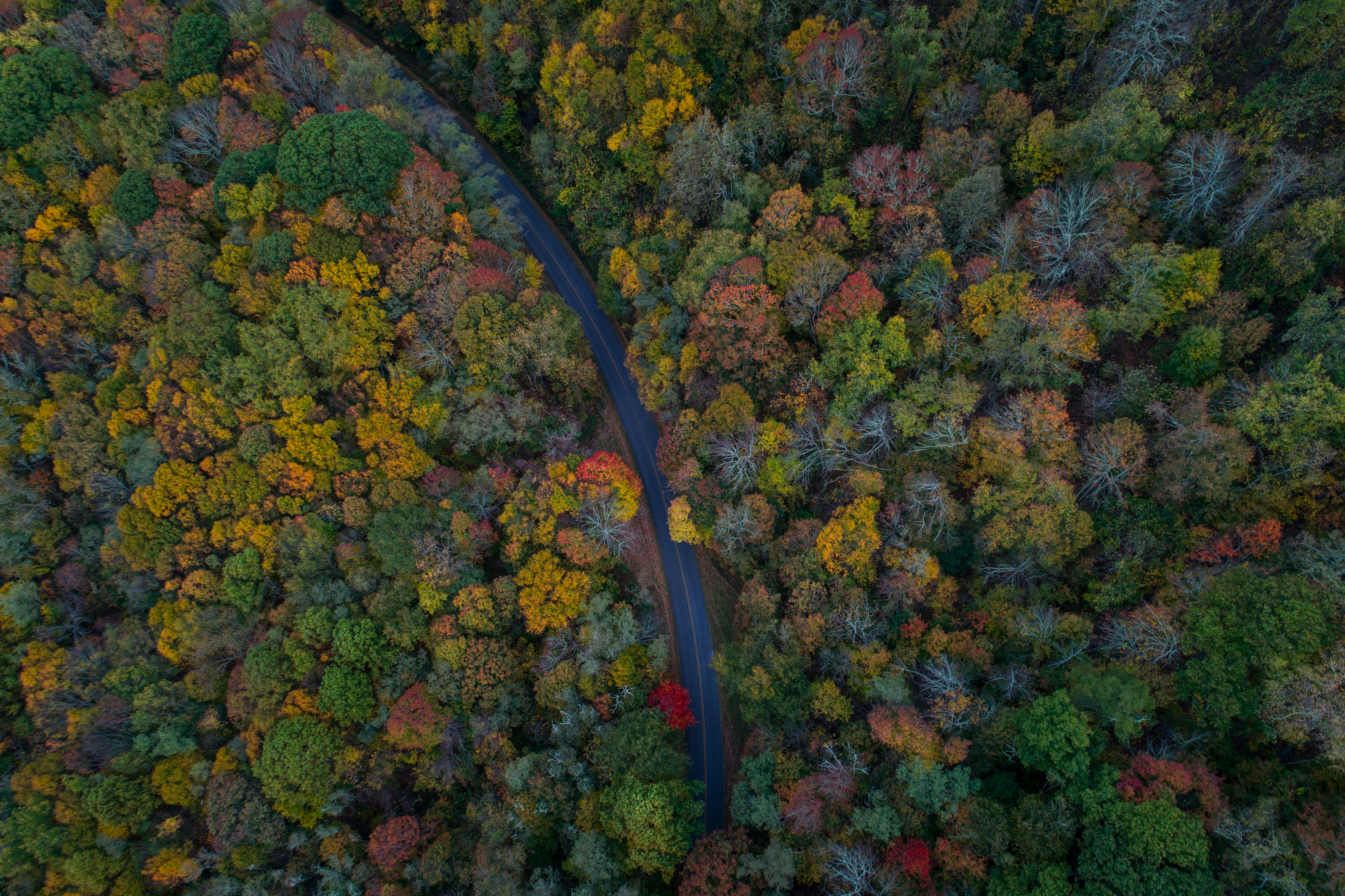 Aerial View of Autumn Forest Road