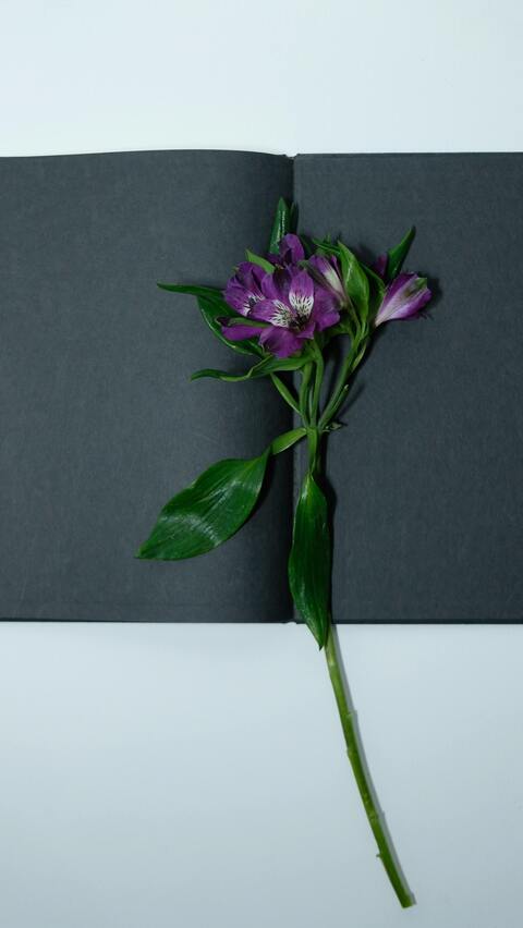 Purple Flower on Open Dark Notebook