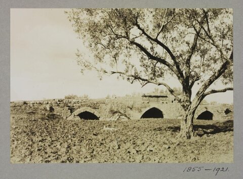 Vintage View of Old Stone Bridge with Olive Tree