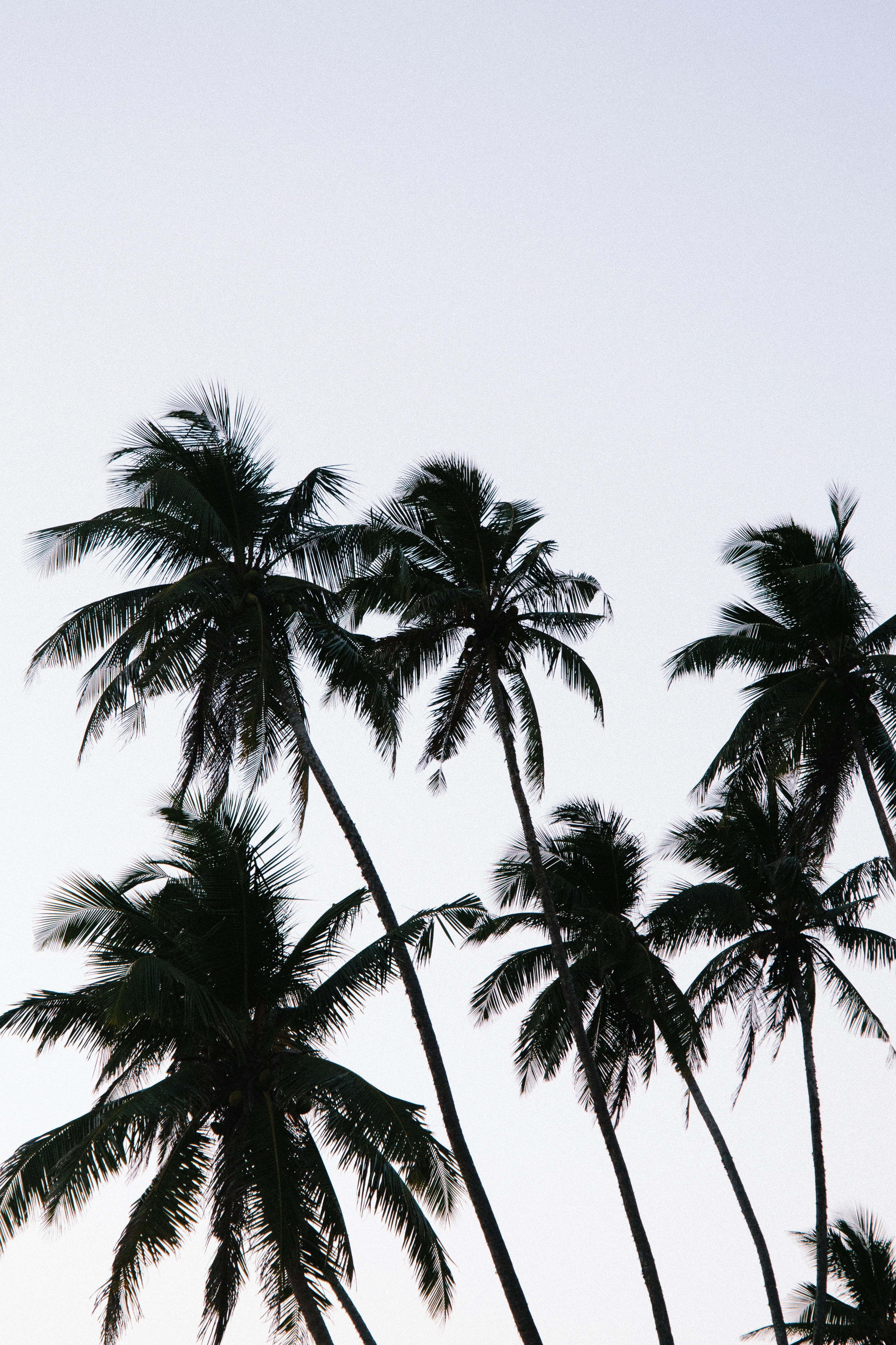 Silhouetted Coconut Palm Trees