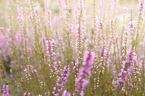 Blooming Pink Heather Flowers