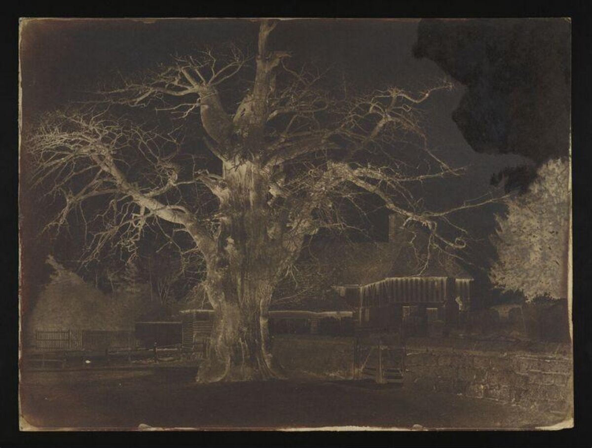 Ancient Bare Tree in Vintage Photo