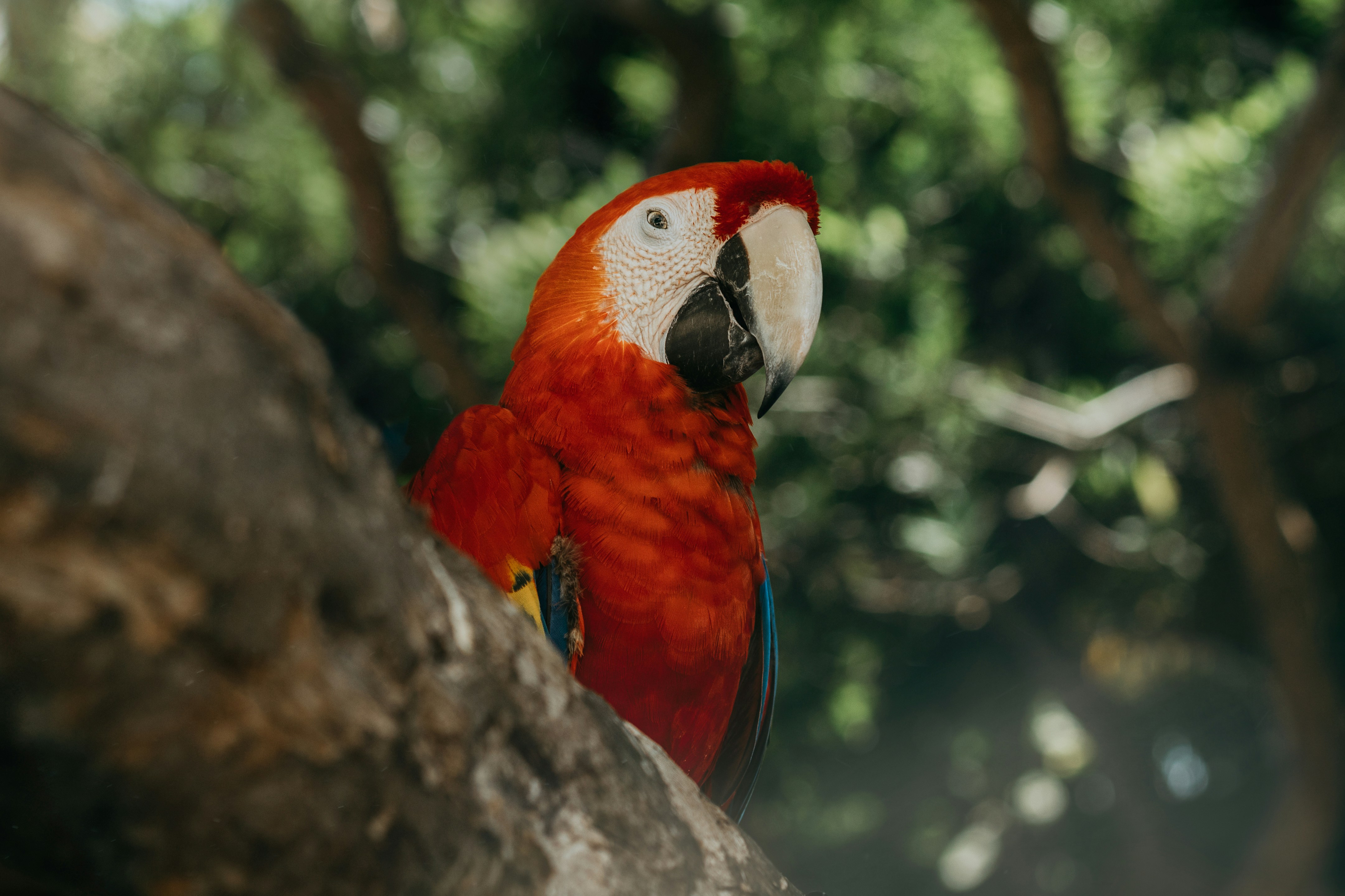 Scarlet Macaw Perched on Tree Trunk
