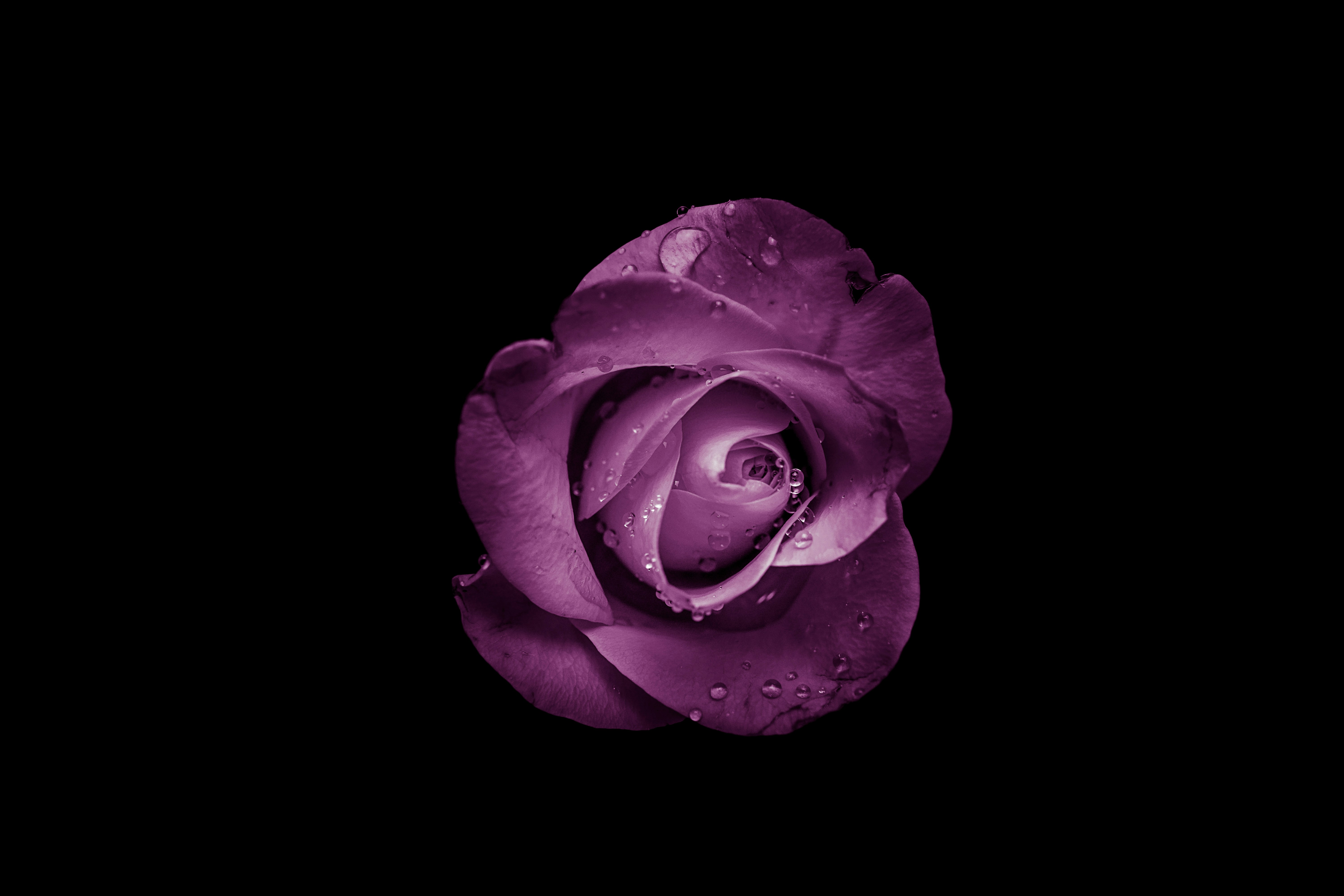 Purple Rose With Water Droplets