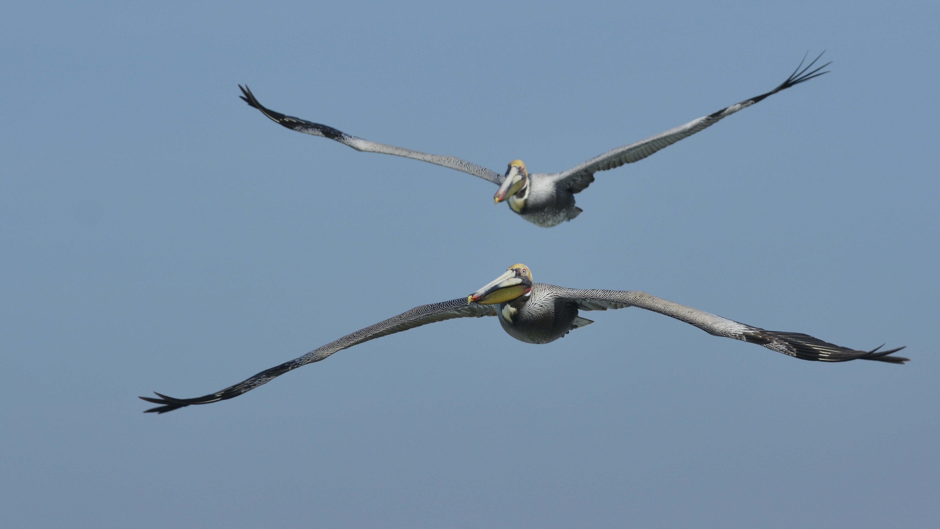 Two Brown Pelicans Flying in Sky